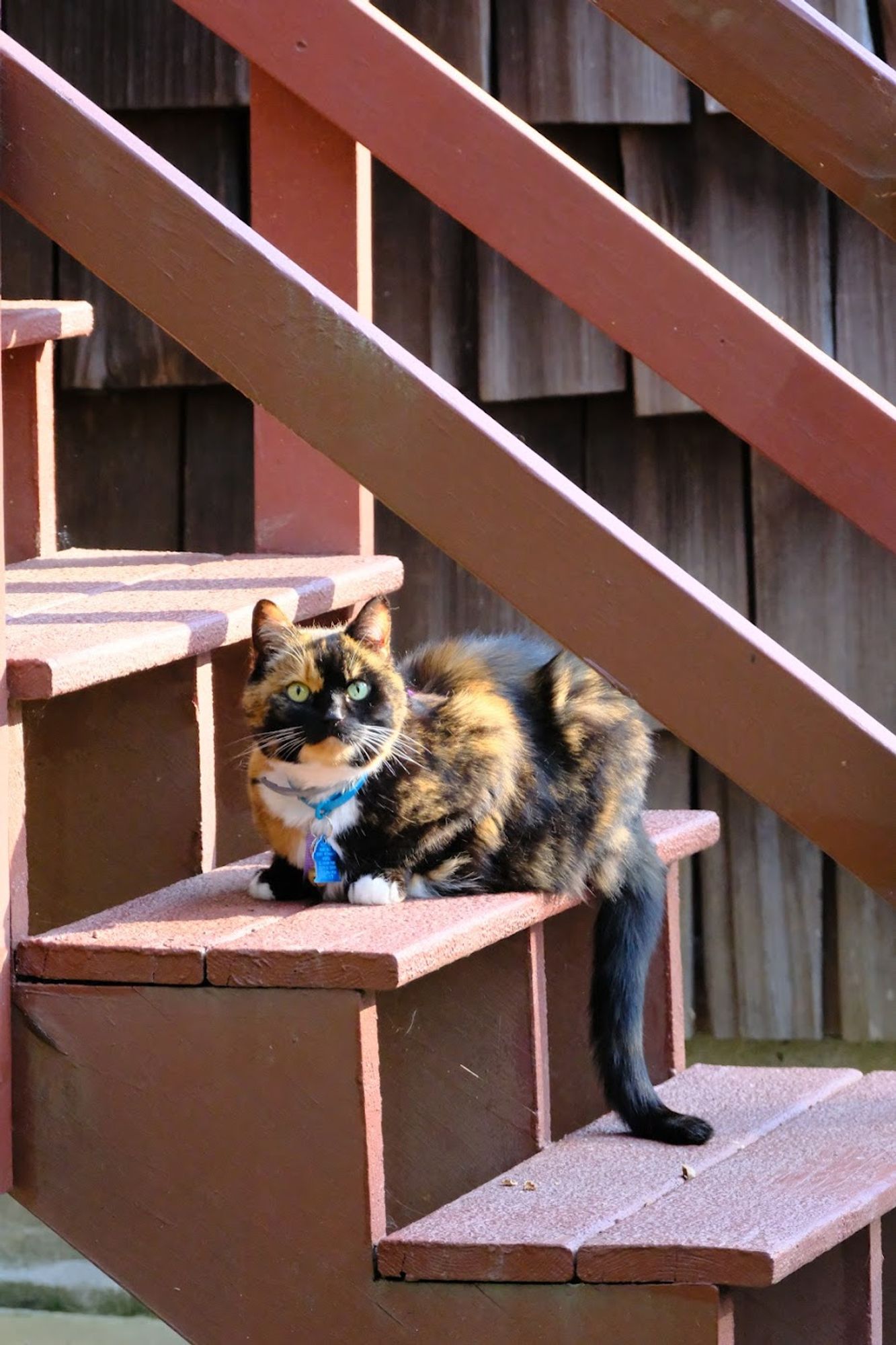 photo of a calico cat with green eyes sitting on red outdoor stairs and looking at the camera