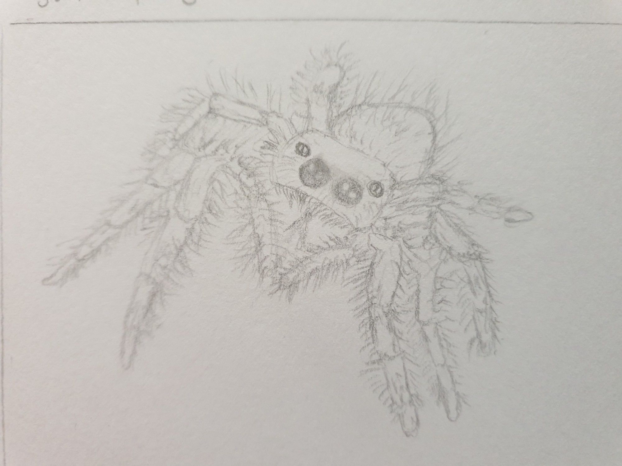 Bleistiftskizze KaKaokarte
Eine weibliche Phidippus audax von schräg vorne so das man sie fast komplett sieht. Sie gehört zu den Springspinnen. Sie sind braun und haben 4 Fleckenpaare in Schwarz auf dem Körper sowie ein weißes Fleckenpaar und eine Art Dreieck.