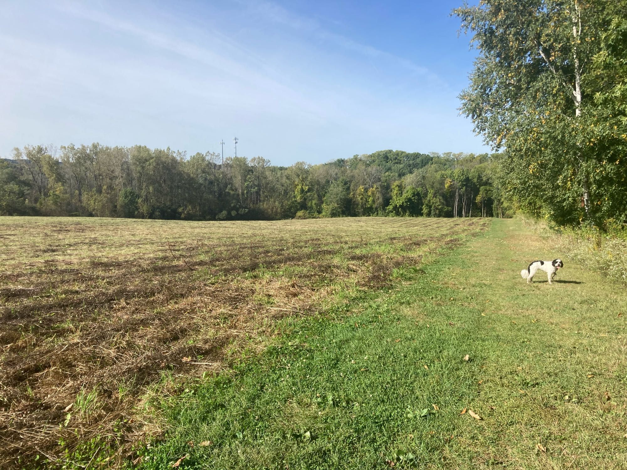 The dog park, a vast meadow shorn of hay, with a small black and white dog in the middle distance