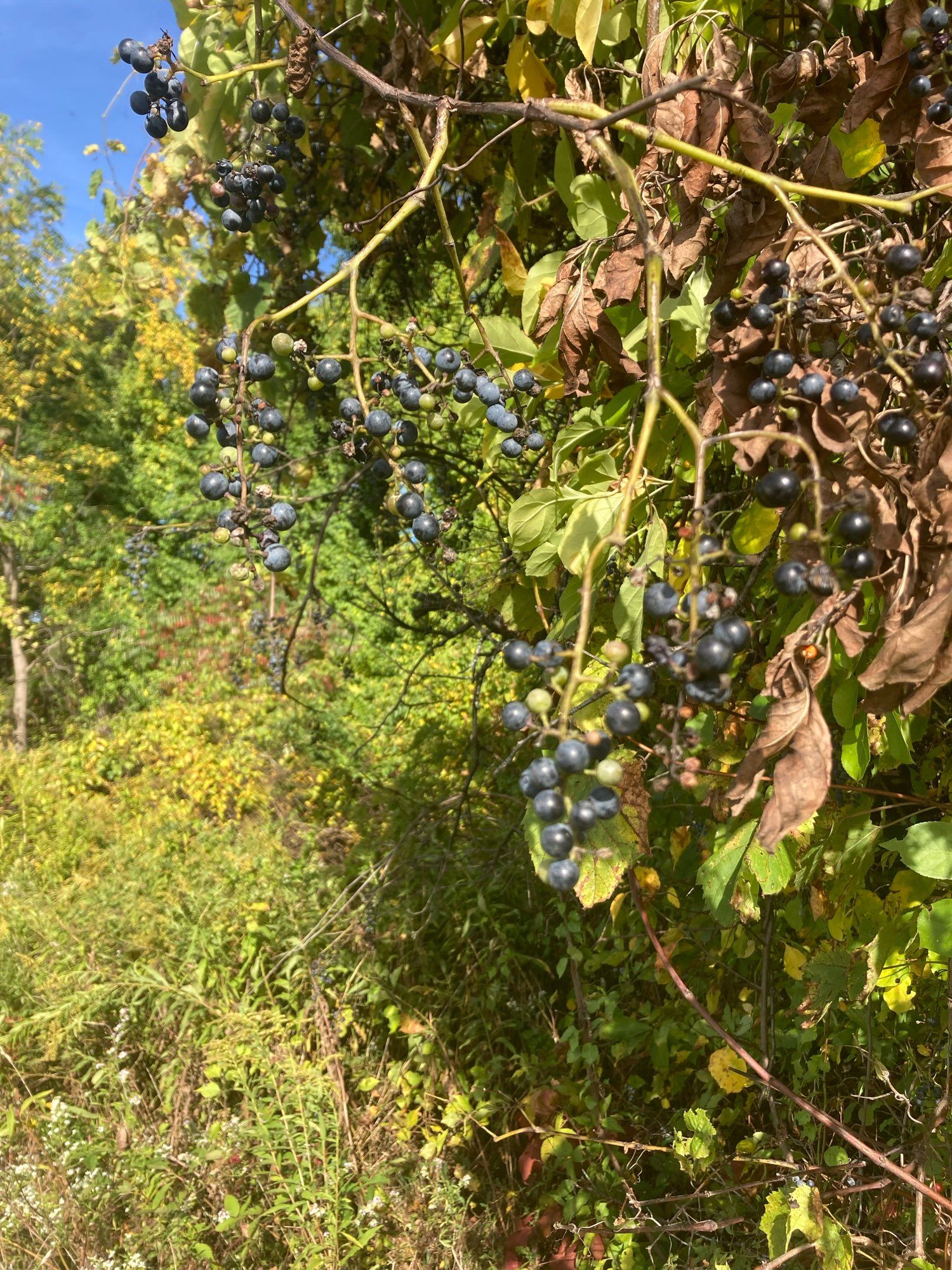 Bunches of sweetly acidic wild grapes dangling from rusted vines