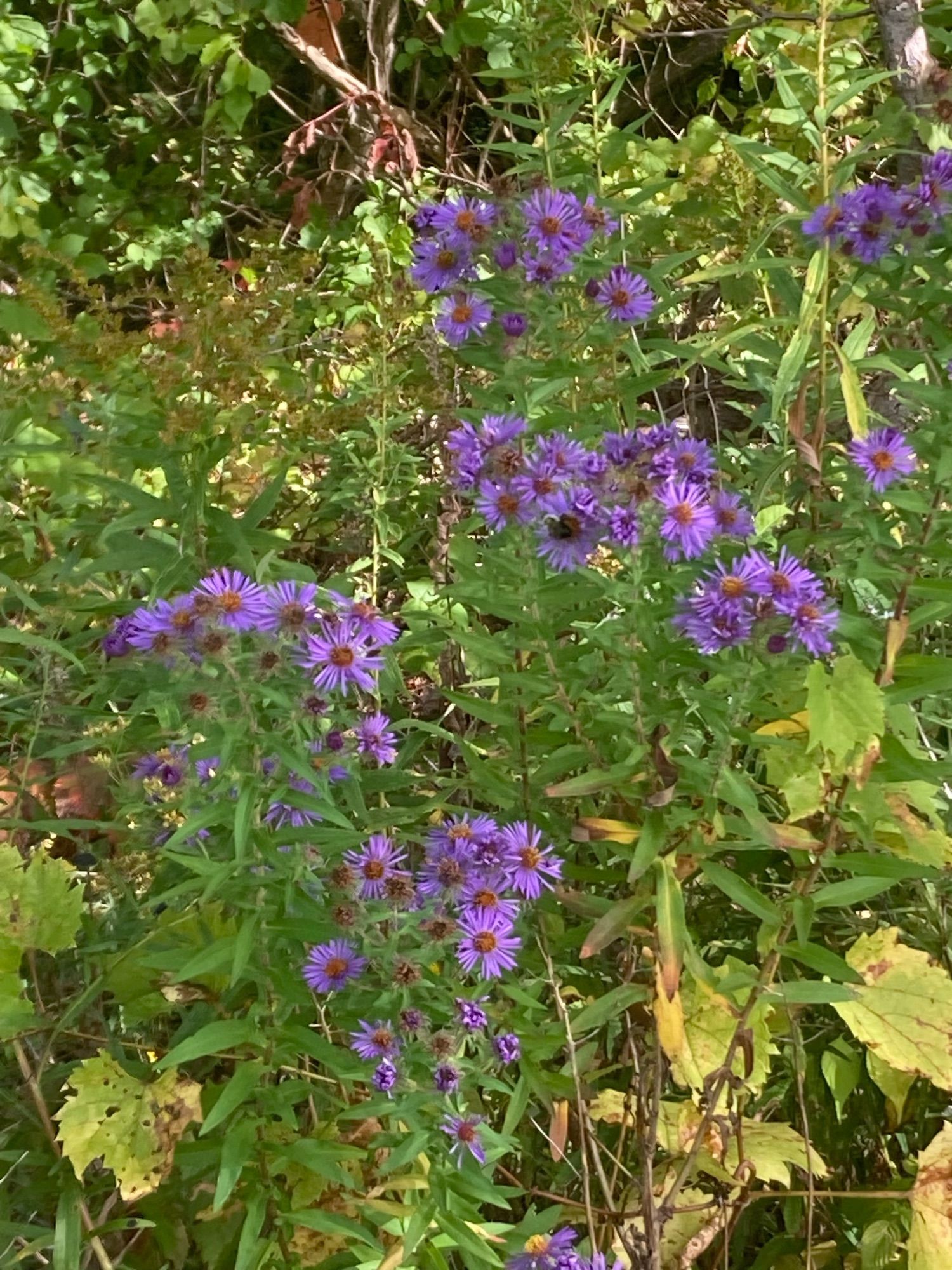 New England asters. 4 foot tall bouquets of purple flowers with orange centers. Not the two foot pruned bunches found in garden centers