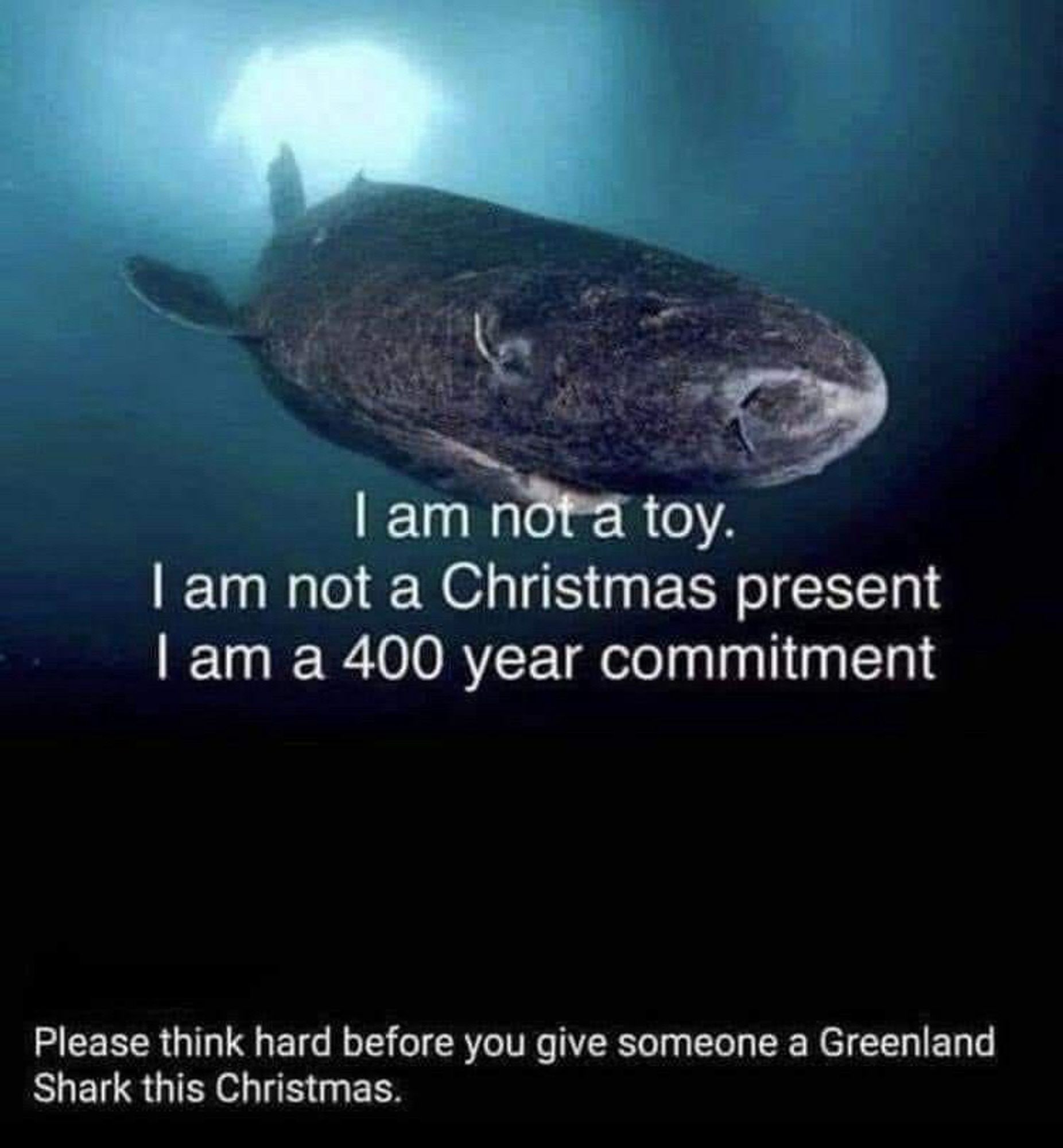 Photo of a Greenland Shark swimming silently through the depths of photo’s caption reads, “ I am not a toy. I am not a Christmas present. I am a 400 year commitment. Please think hard before you give someone a Greenland shark this Christmas.”