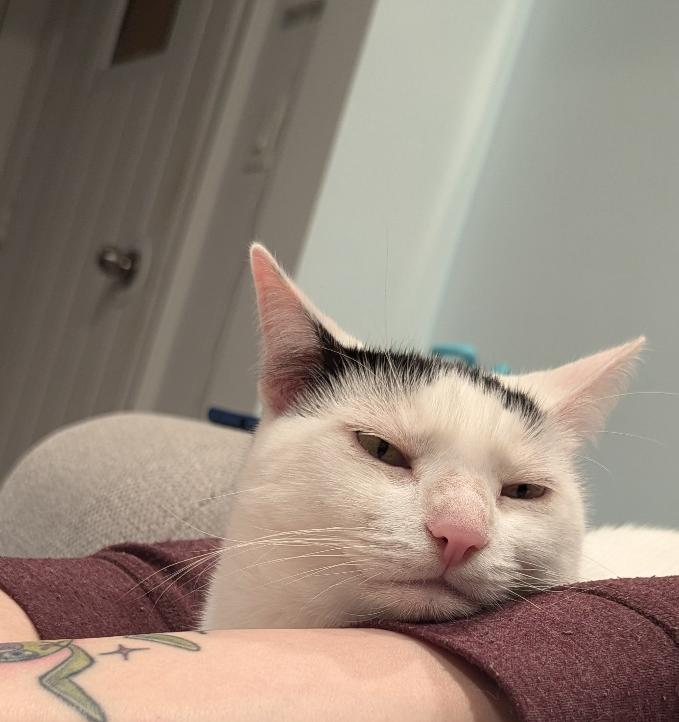 White cat with black spots resting head on a human limb and making a funny face.