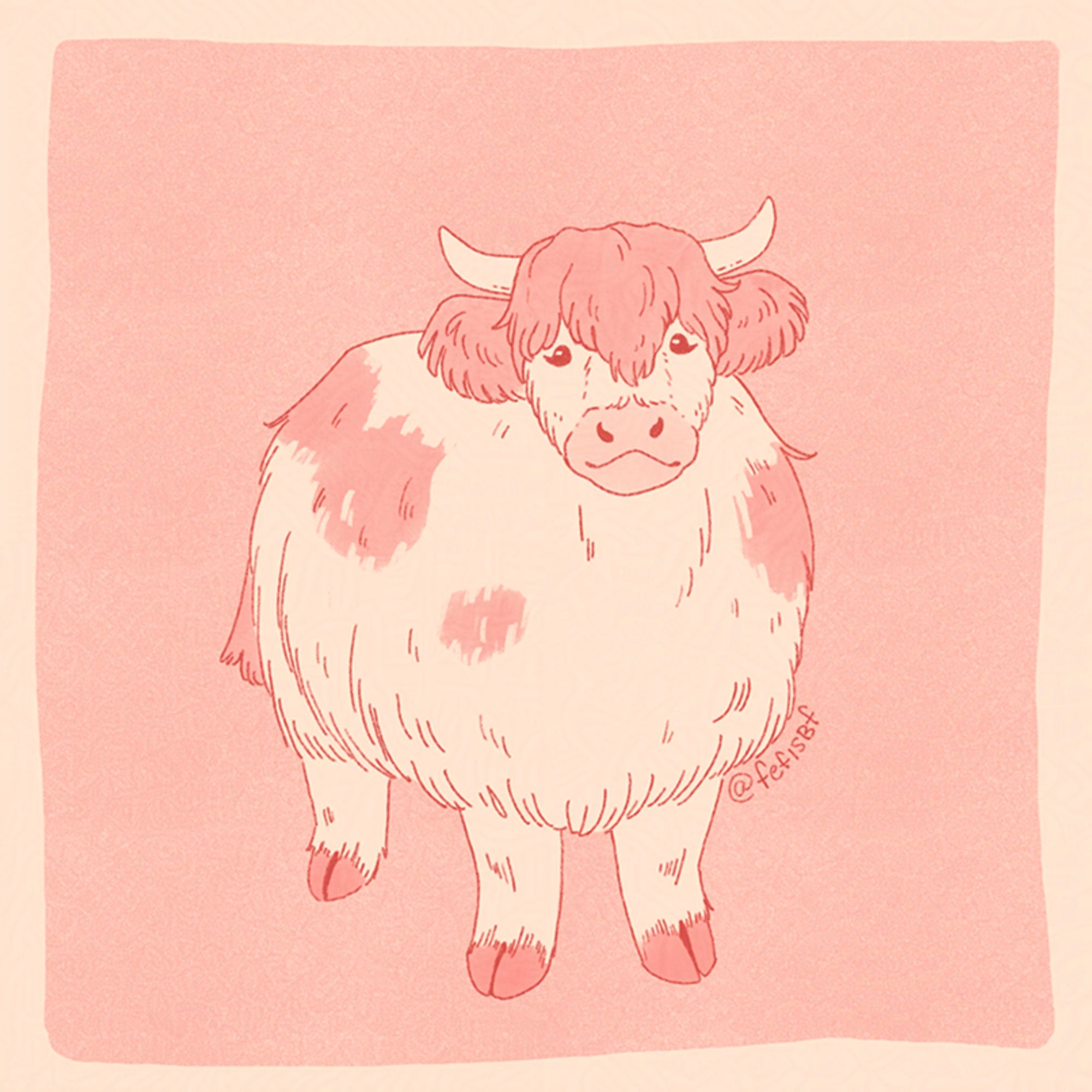 a white highland cow with pink spots on her bangs, ears and belly. she's a round cow with longer fuzzy fur and have tiny horns on the sides of her head.