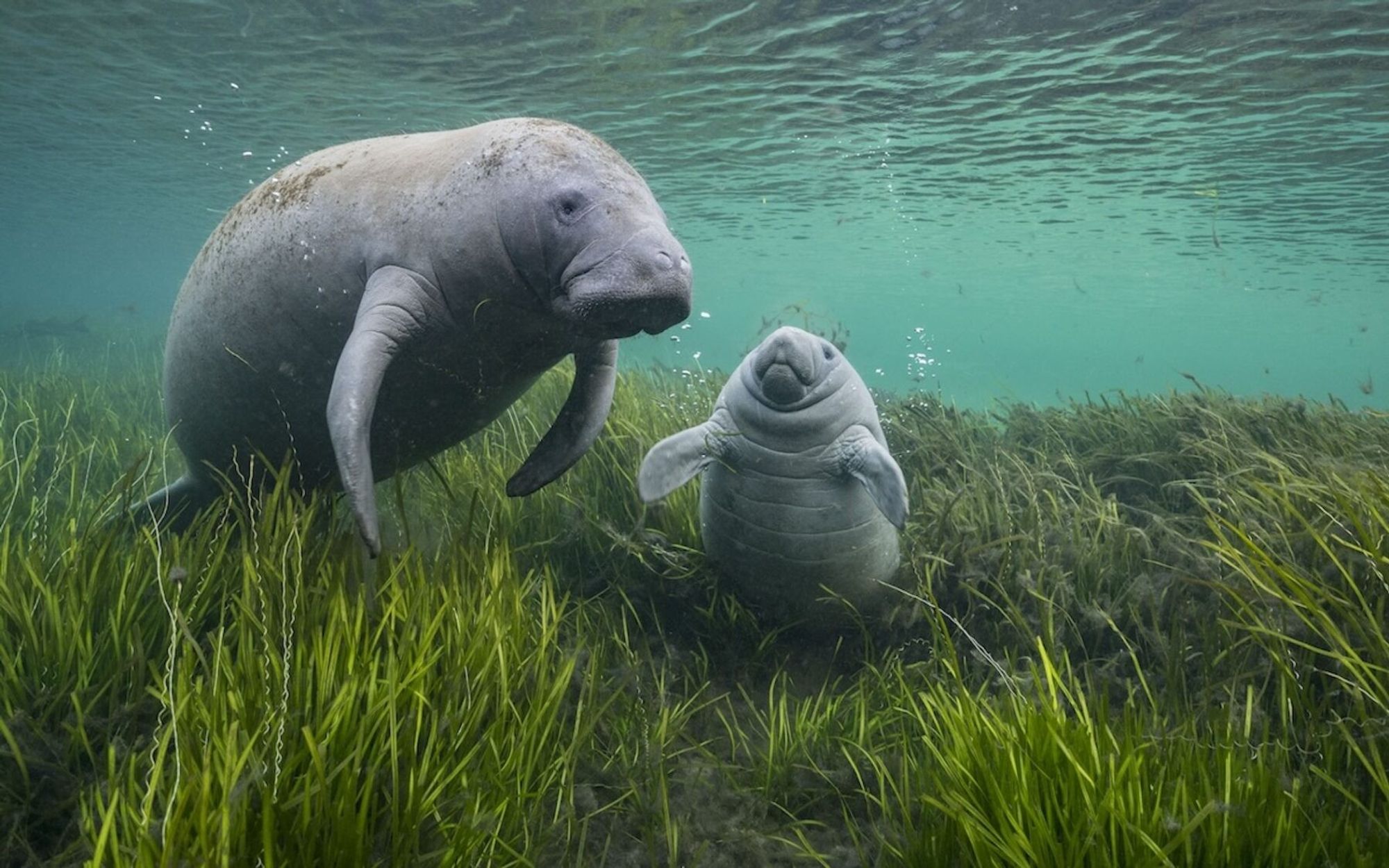 A shot of a manatee floating with her calf on restored eelgrass beds in Florida, US. The image highlights the important role conservation has had in boosting manatee numbers off the coast of Florida