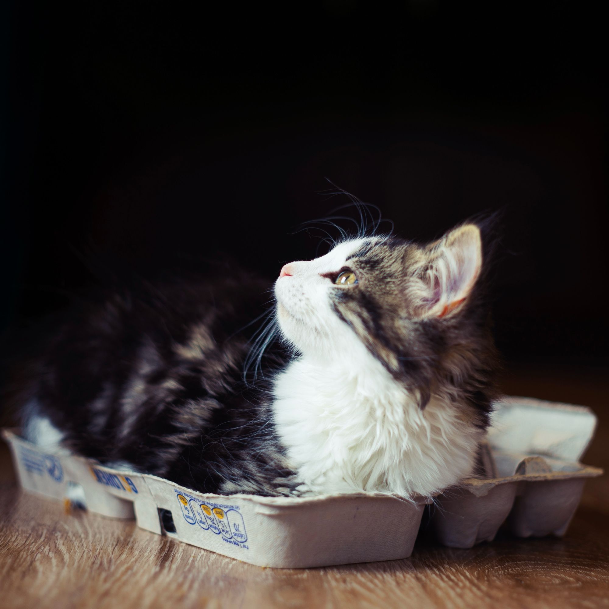 Black and white small cat sitting in a egg carton boy.