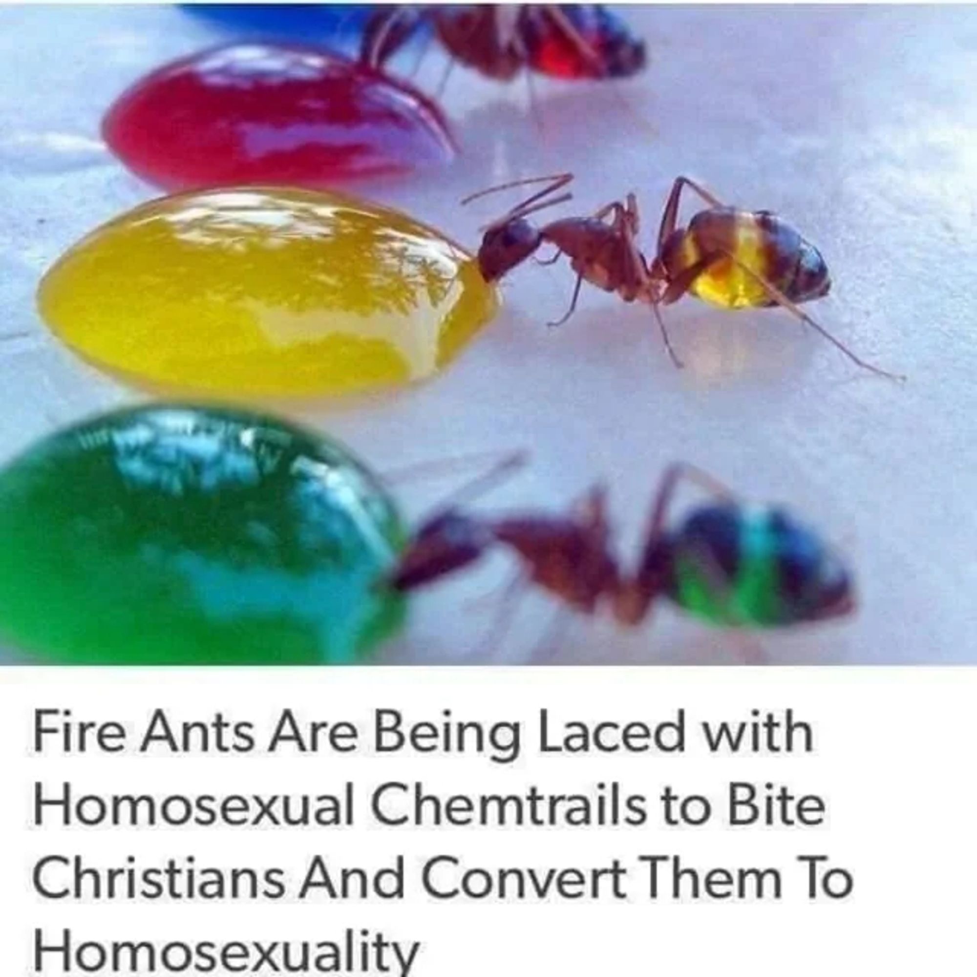 photo of ants eating different colored sugar gel that's turning their insides bright colors

labeled: Fire Ants Are Being Laced with Homosexual Chemtrails to Bite Christian And Convert Them to Homosexuality