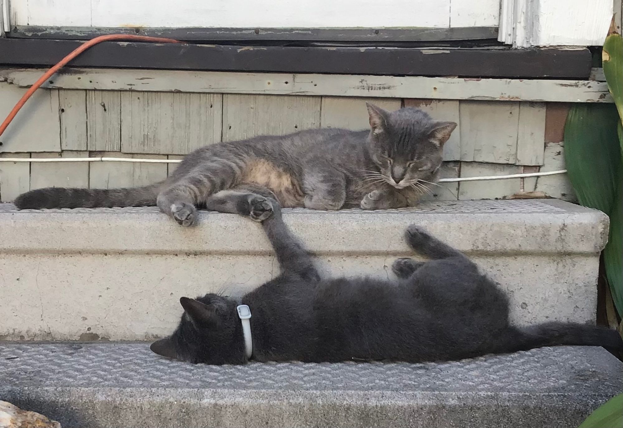 Two cats 🐈‍⬛ on the steps.