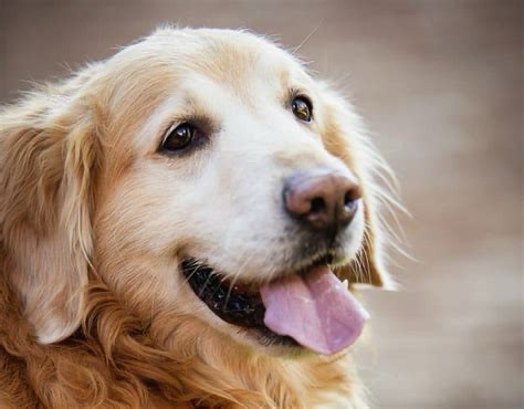 Golden retriever staring up at someone and giving them a friendly expression 