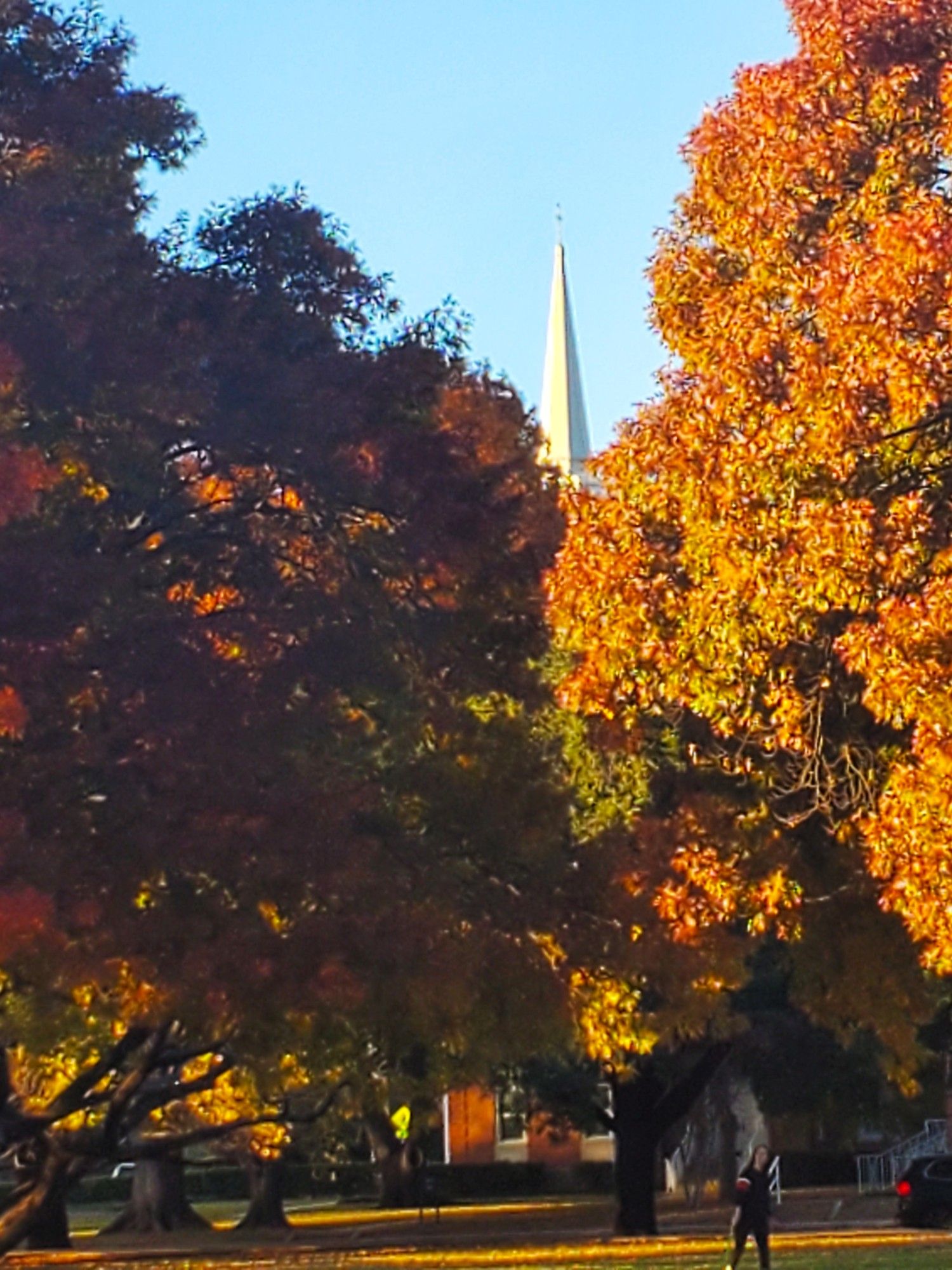 Liveoak trees showing early fall color, steeple in background.