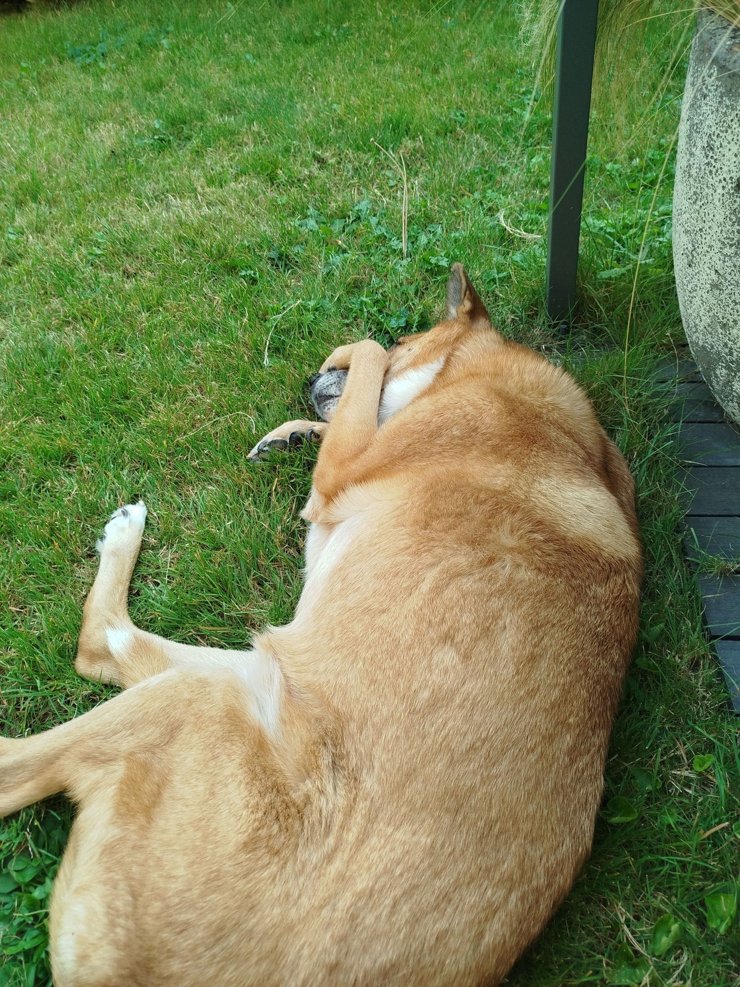 Großer hellbrauner Hund liegt auf der Seite im Gras und hat sich das Vorderbein über sein Gesicht gelegt.