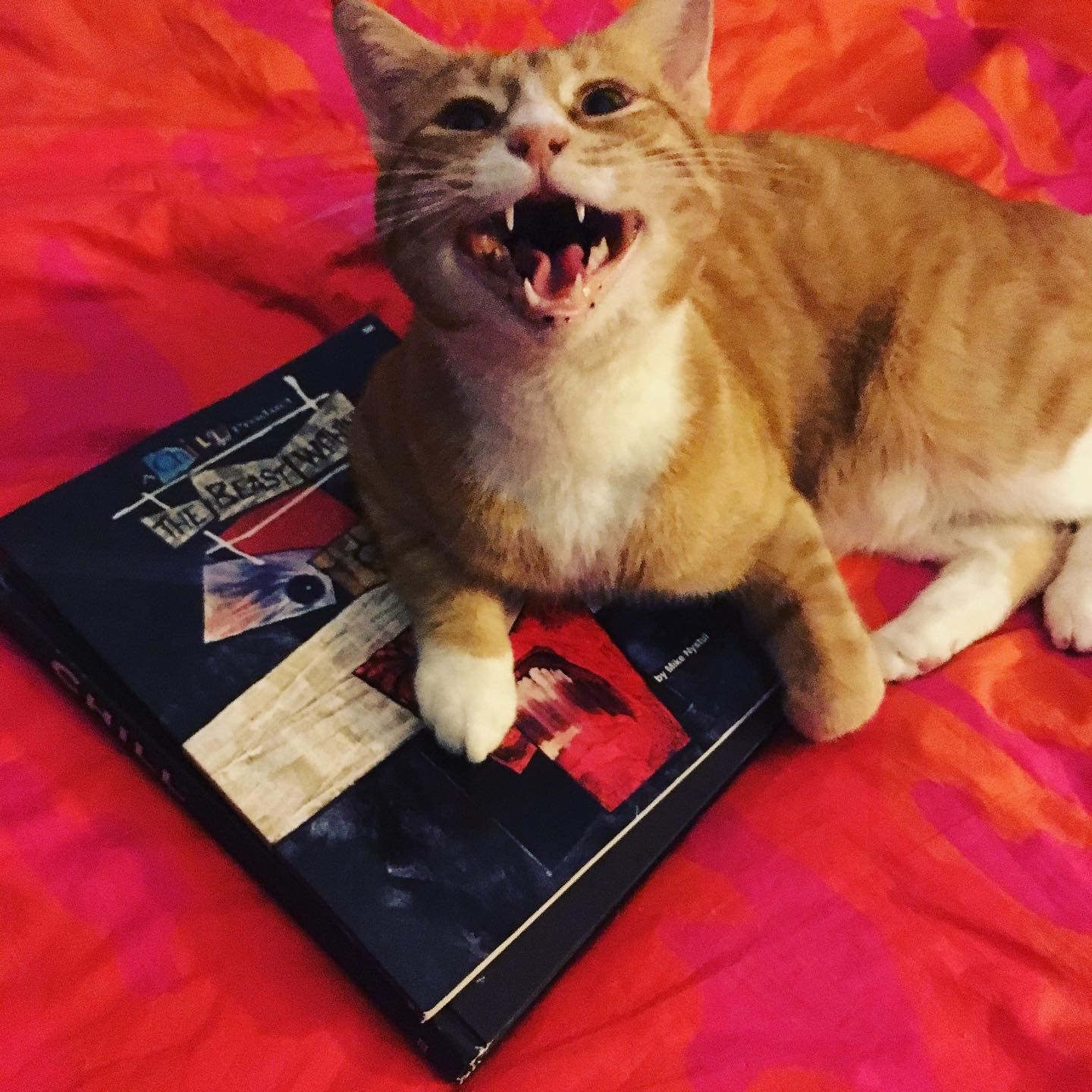 Julius, a large orange cat with white chest, paws, and jowls, opens his mouth wide while resting his front paws on a pair of rulebooks for the classic horror roleplaying game Chill. he, and the books, are on a pinkish-orange bedspread.