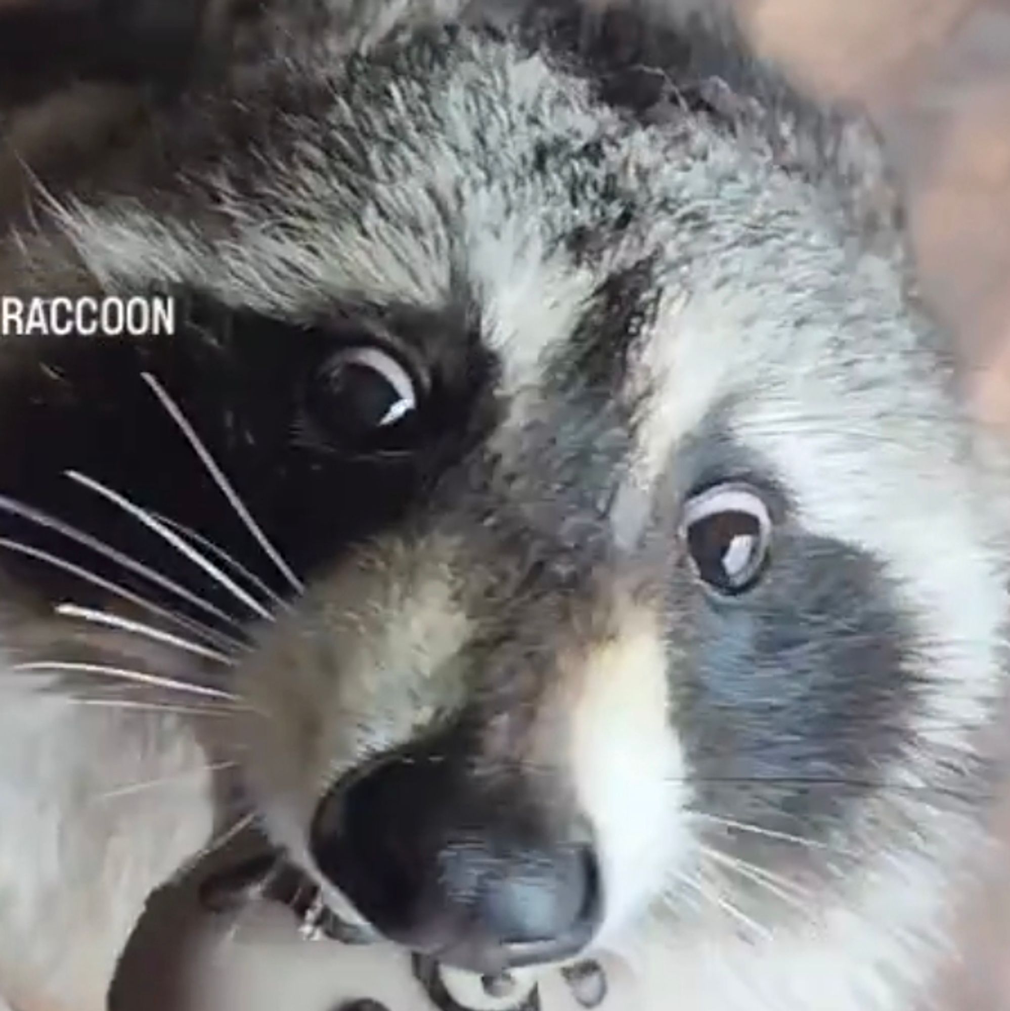 Raccoon