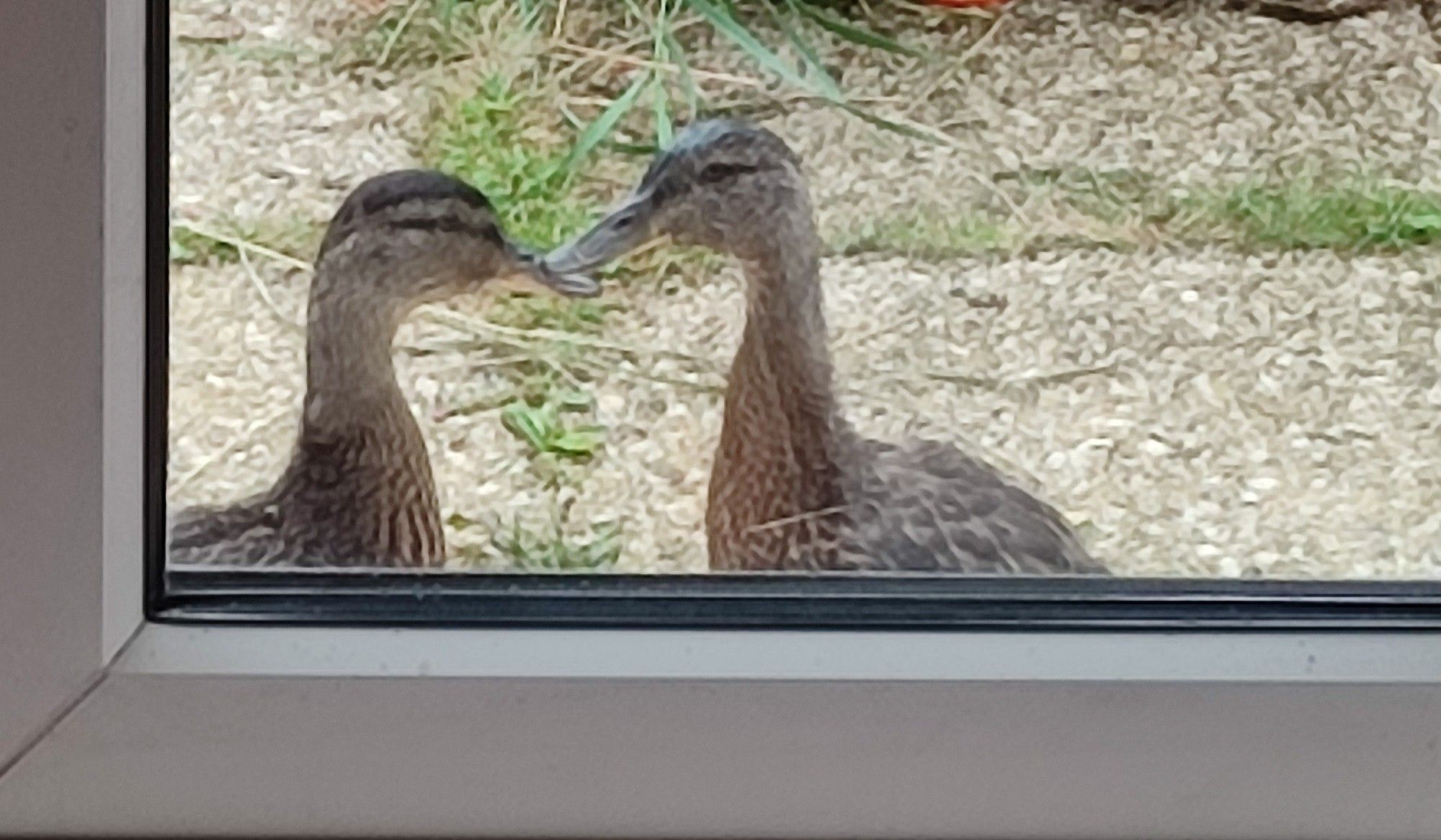 Photo of two mallard ducklings, about 5 weeks old, on a patio and looking through a glass door. Photo is taken from inside the house.