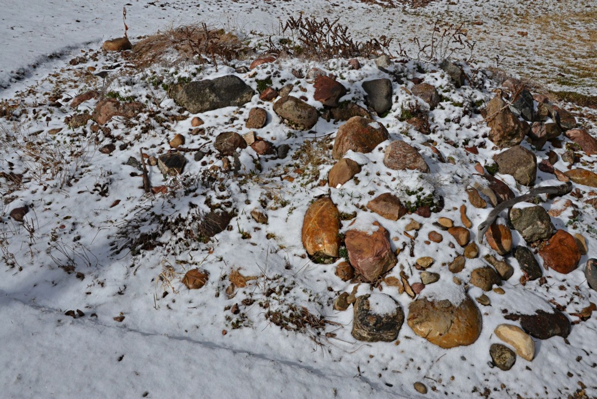 View of  a lightly snow covered rock garden with varied rocks- reddish granite, some bits of white (limestone?), brown weathered quartzite etc partly showing through a light coating of new snow.  A variety of last years seed and flower stems also protrude. The same light- cm or 2 of snow on flat areas surrounding the bed, with a bit of mostly brown grass showing through behind.