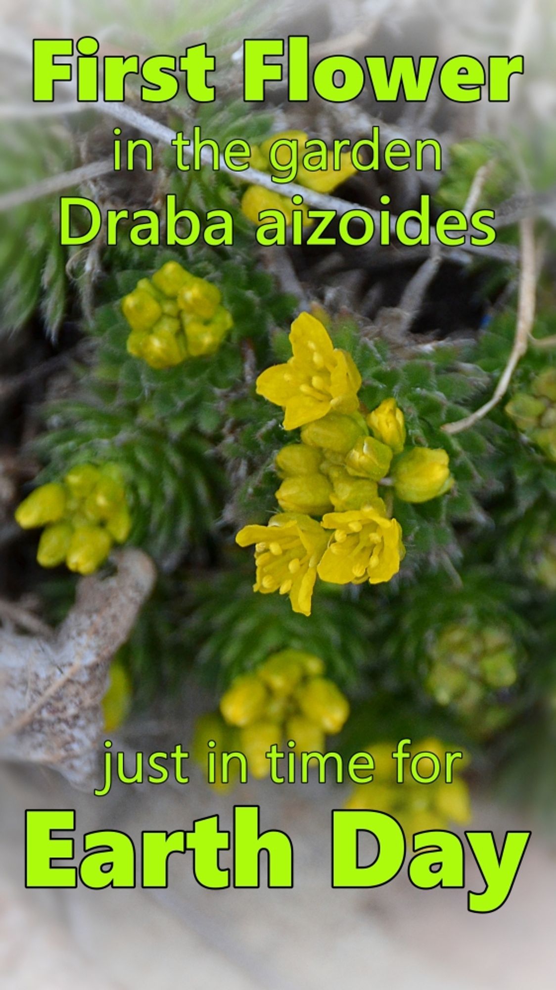 Video thumbnail showing a low growing alpine plant- Draba aizoides- with many small stems with tight elongated rosettes of overlapping pointy medium green leaves and clusters of bright yellow buds at the tips of stems. One stem only has several little starry flowers open. Text says: First Flower in the Garden Draba aizoides just in time for Earth Day -- in bright green font.