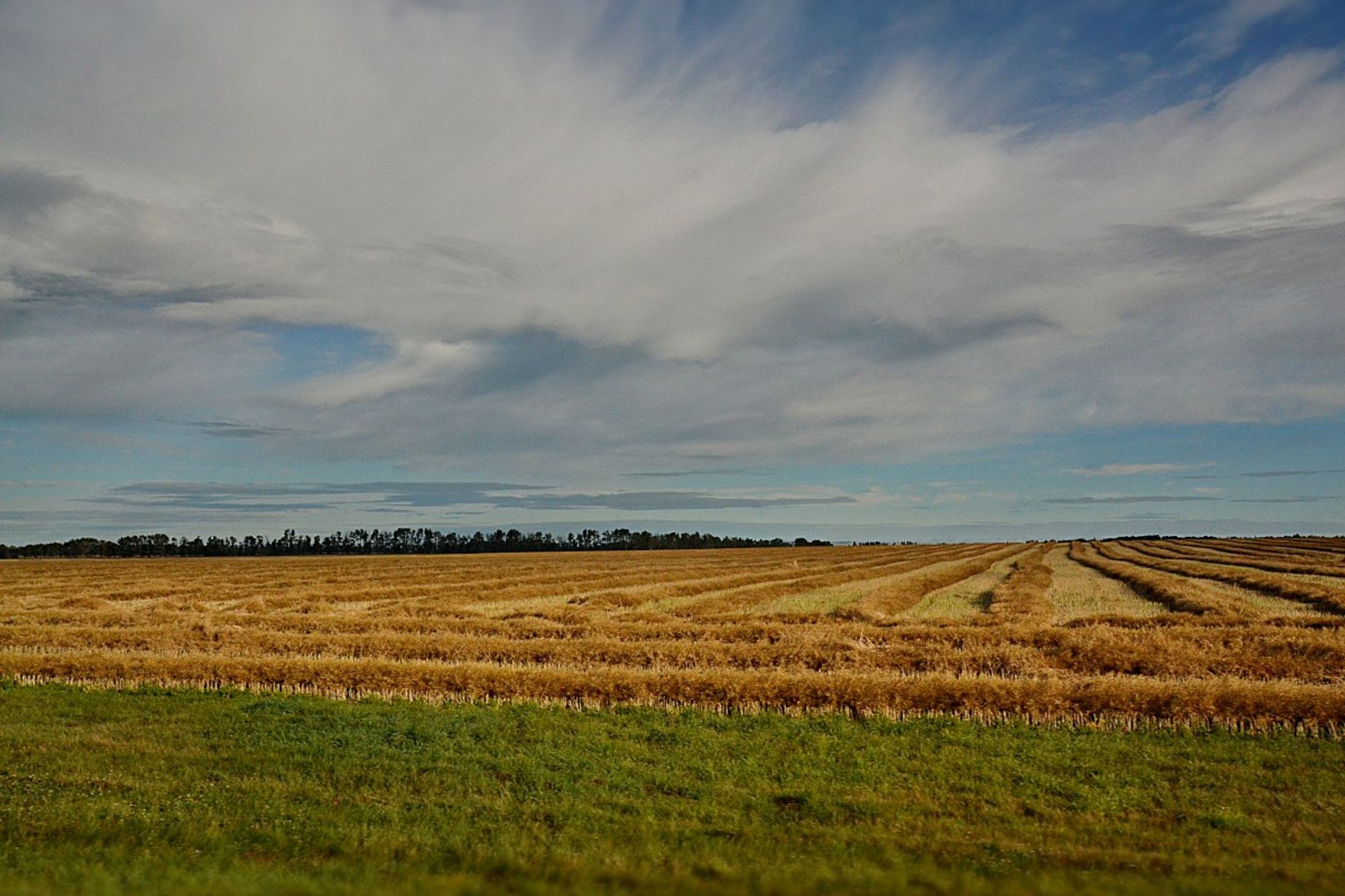 looking across wide highway ditch, mostly mowed rough grass/weeds golding green. Across the ditch  is a field of swathed (cut) canola in neat rows- first parallel to the edge then at right angles. In the distance a row of trees.
The sky is blue around the edges, with some skinny grey clouds above the horizon, and a dramatic large white cloud occupying much of the view with bits and pieces below and to the sides, and a soft flurry centre which swoops upwards in feathery wisps that dissipate near the top.