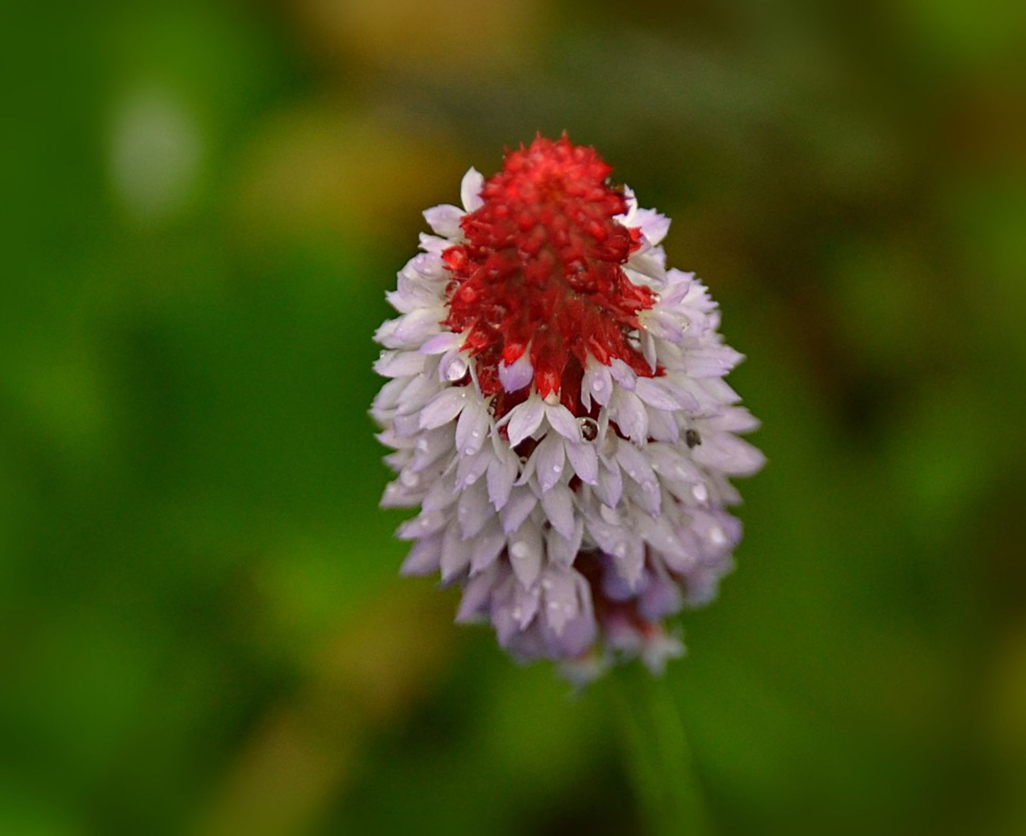 partly overhead view of a flower spike of Primula vialii- an odd thing: buds at the top and flower stems slightly visible through the closely packed small flowers are a deep red, the open flowers in many rows around the cluster are pale lavender. The flowers are wet from rain, background is blurred medium to dark green foliage.