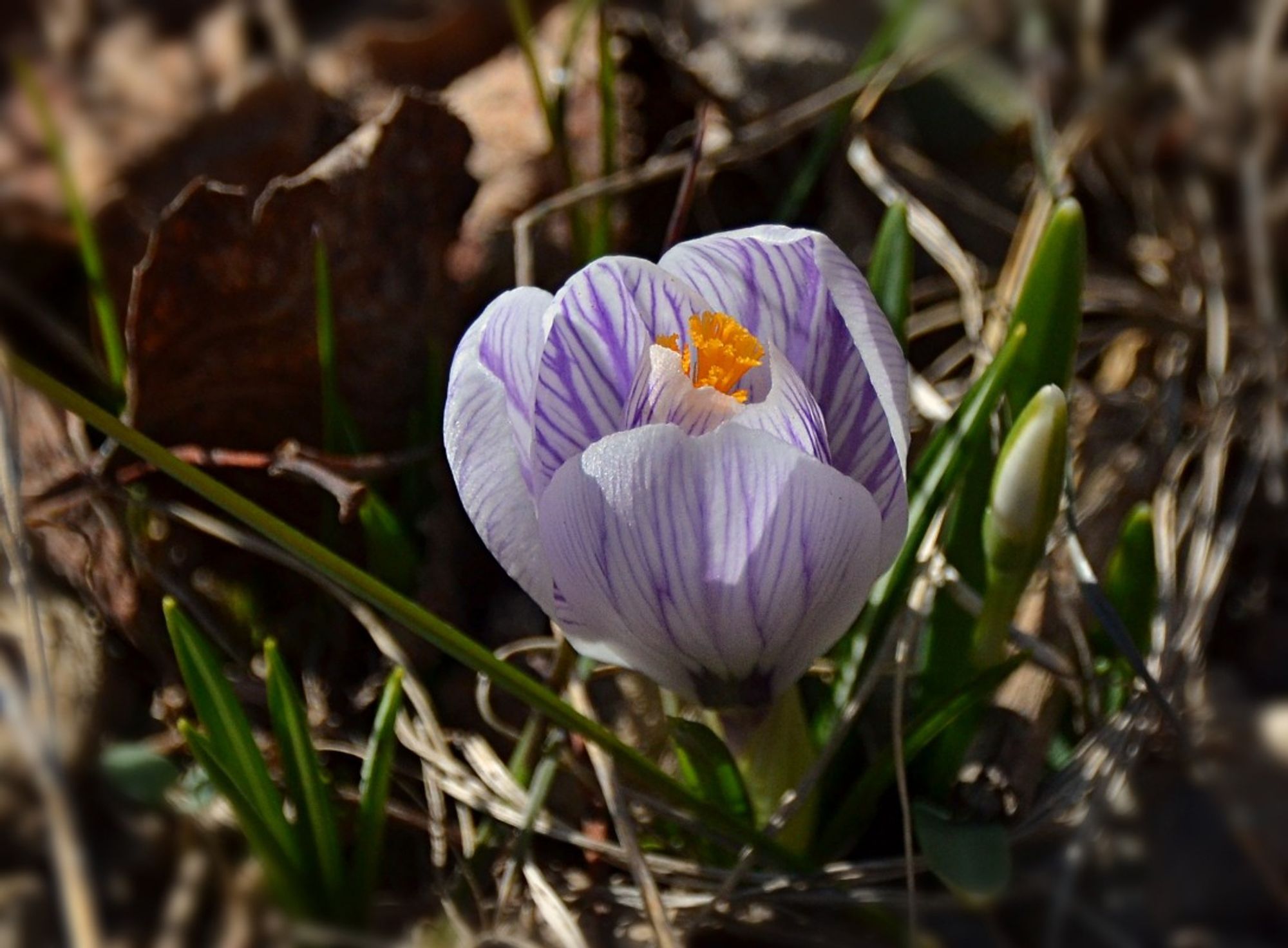 Single rounded Crocus flower pale white-lavender with deep lavender veining/stripes all over the petals and orange sexy parts showing in the middle. Surrounded by more emerging grass-like crocus foliage and buds, as well as last year's fallen leaves and dried stems