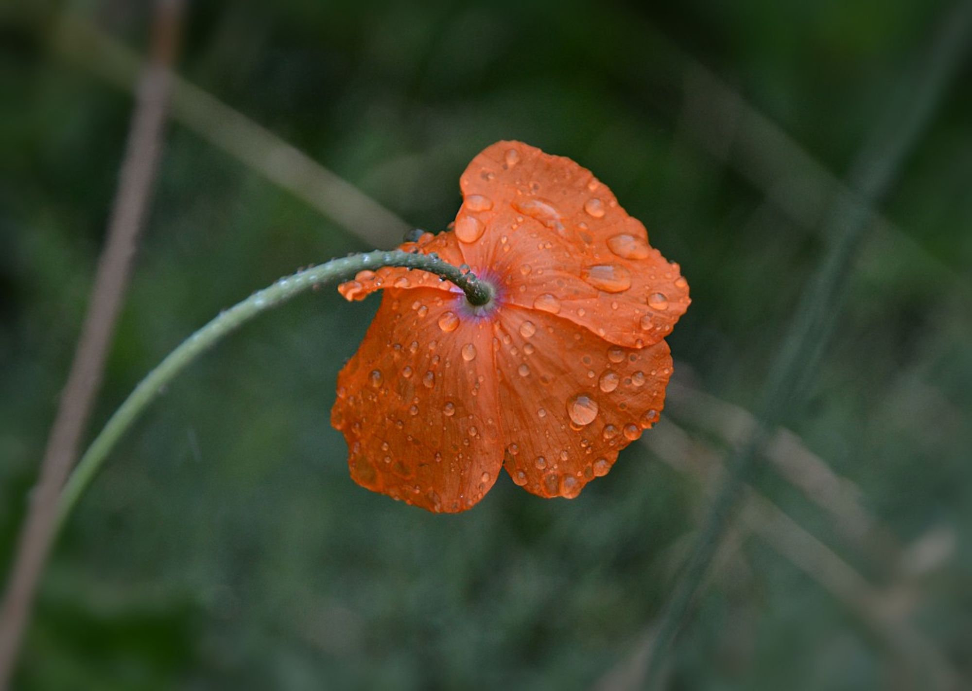 Papaver popovii a Central Asian (?) poppy, medium orange single, it is bowed nearly upside down with the weight of rain, still with many water drops on the backs of the petals. Its blue-green-grey stem curves in from the left , intersecting with one of several other thin linear stems in the background which form a loose open grid blurred into the green-grey background foliage.