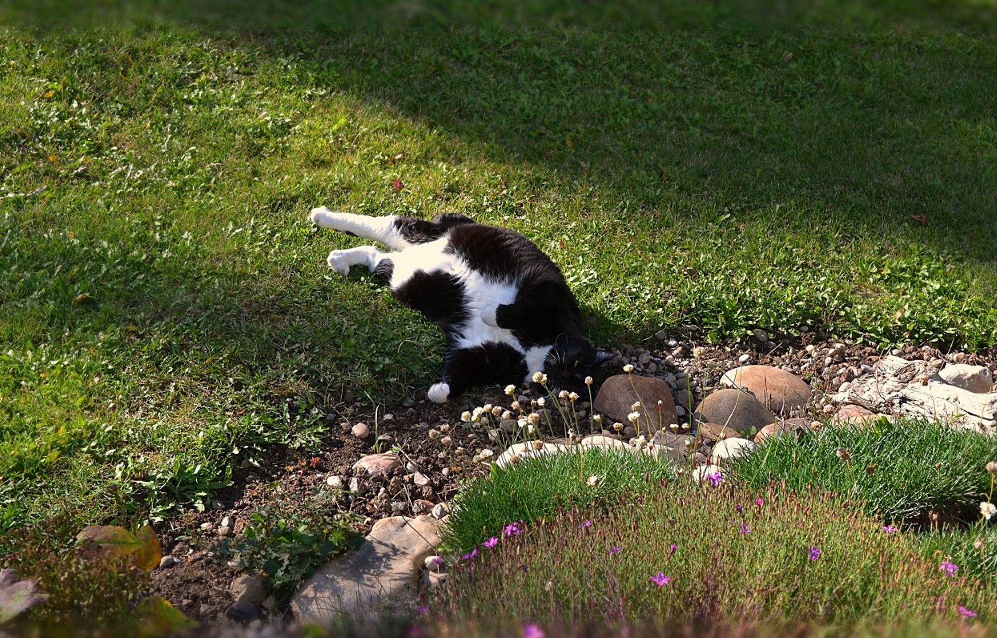 A somewhat portly senior cat, black uppers, white bib, belly, front paws and much of back legs, is laying  partly on her side partly on her back on the ground. Her head is toward the camera, her body and rear legs stretched out away to the background. Her head and shoulders are down a slight incline on bare soil in the border of a rounded rock garden bed. Closer to the camera there are various mostly smooth rocks and several fairly low-growing plants, including one nearest the camera with fine stems and small pink flowers forming a mound. Outside the garden there is a mowed area with grass, dandelion and clover leaves etc. Pearly is laying in a patch of sunlight, behind her is a fairly distinct line of shadow.