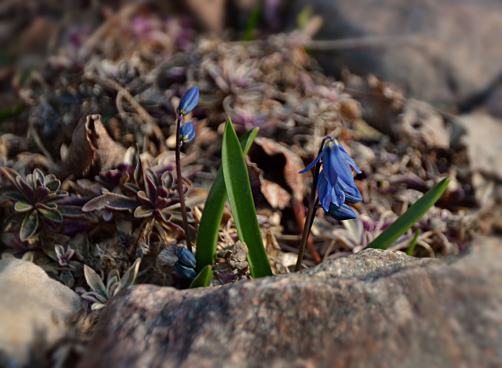 A couple of tiny stems of blue-violet Scilla/Squill flowers, only one stem with open flowers. Several blade-like medium green leaves emerge from purply rocks and purple, green and cream winter foliage of an Arabis/Rock Cress behind.