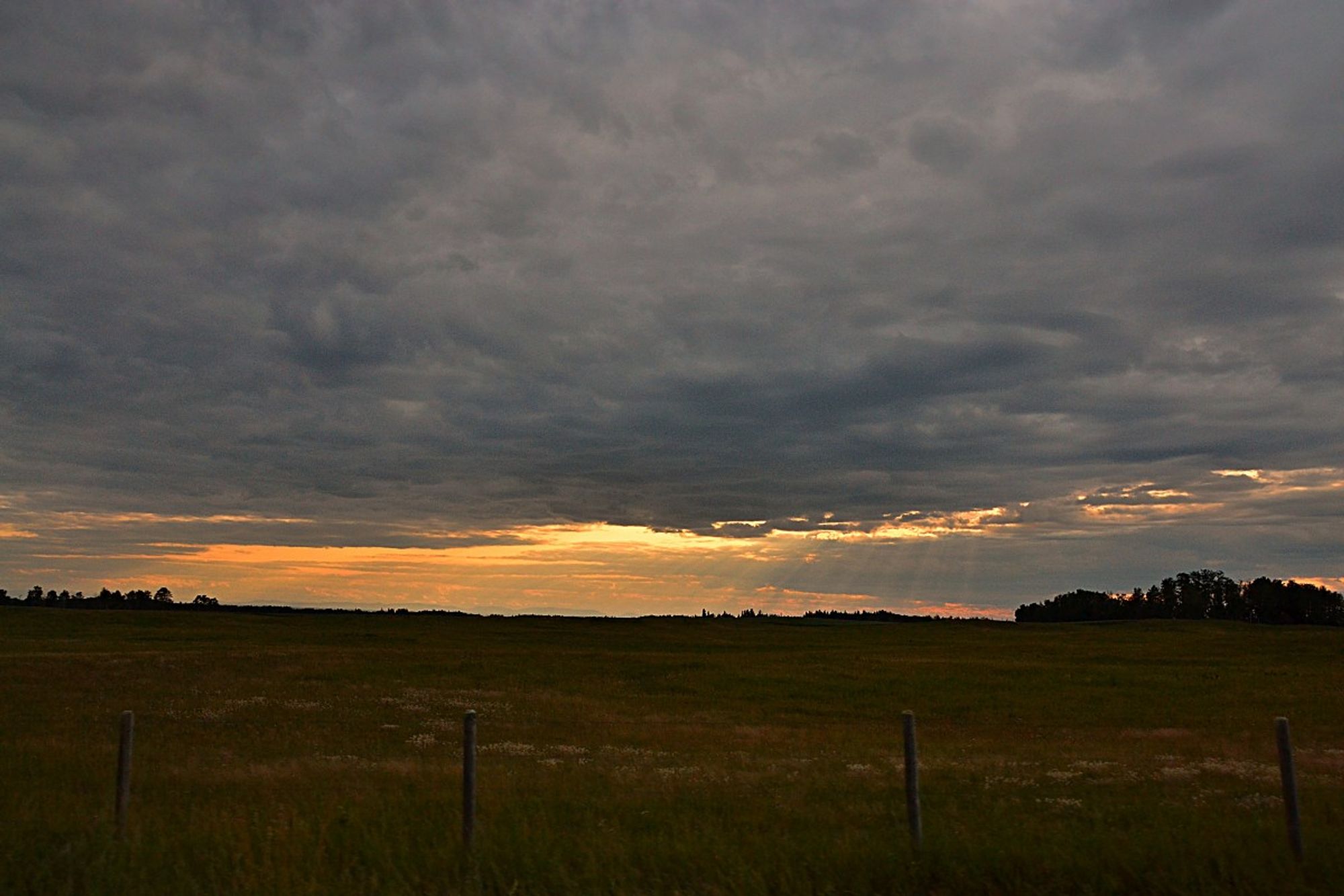 Looking across the ditch, post and wire fence and a field of green and goldy maturing grasses with patches of wild flowers etc adding variations in colour and texture (white patches of Pussytoes etc). Stands of dark trees at the other side of the pasture and just visible along the horizon with the cloud covered sun sending golden shafts of light through the grey cloud right of centre and left of that a wide swath of gold-coral below a pillowy mass of blue grey cloud.