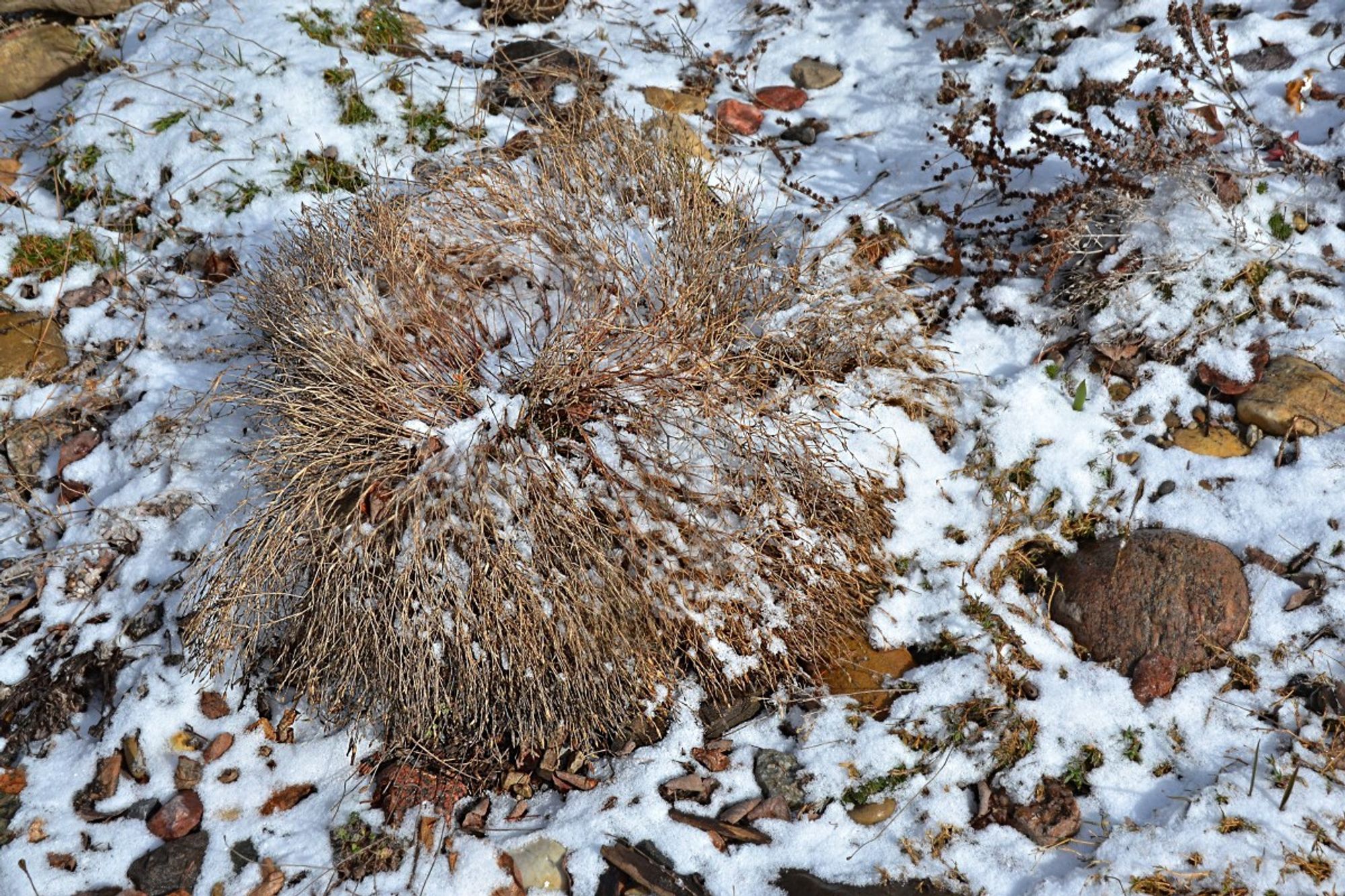 Same rock bed as next pic, lightly snow covered. In centre is a plant which forms a mound maybe 30 cm tall and half again as wide in summer, now the myriad fine stems are bent down from a winter of snow cover, like a big head of hair flopped  over from the centre.