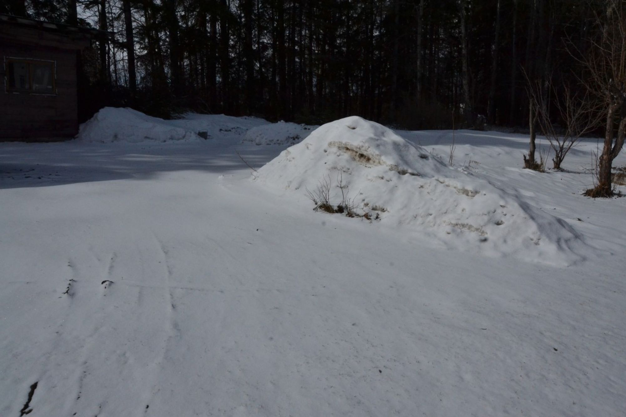 Sun shining on thin coating of new snow covers a natural earth driveway area, with some tracks in the mud showing through the snow. To the right is a large mound of old winter snow, with other mounds farther back. To the right are trunks of some apple trees, and upper left is an old shed, in the shade of the row of spruce and poplar trees that form the background and shade the back part of the area.