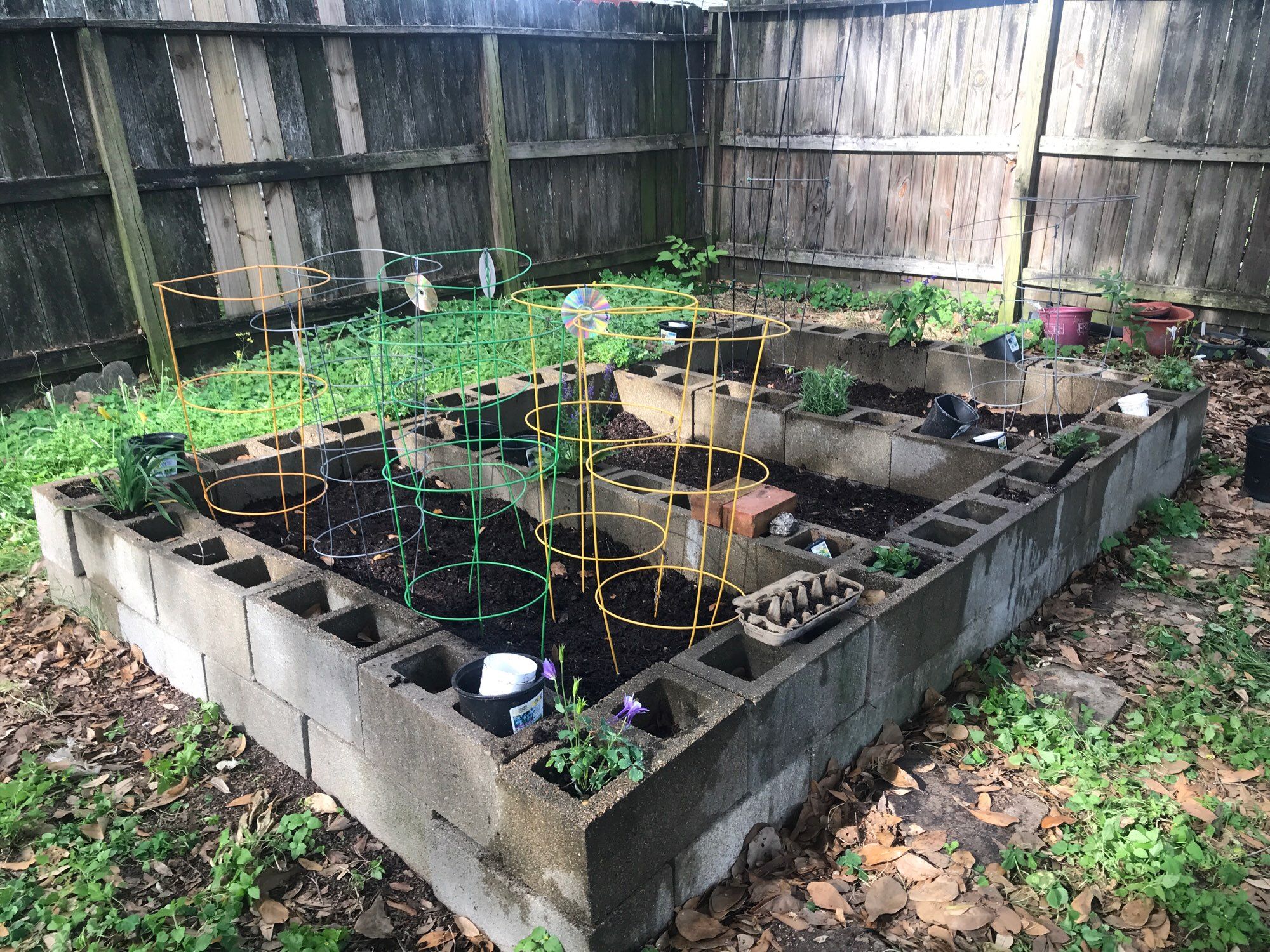 Left side of raised bed gardens. Perennials planted in the cinder blocks. Vegetable sprouts planted and tomato cage on top of the each plant.