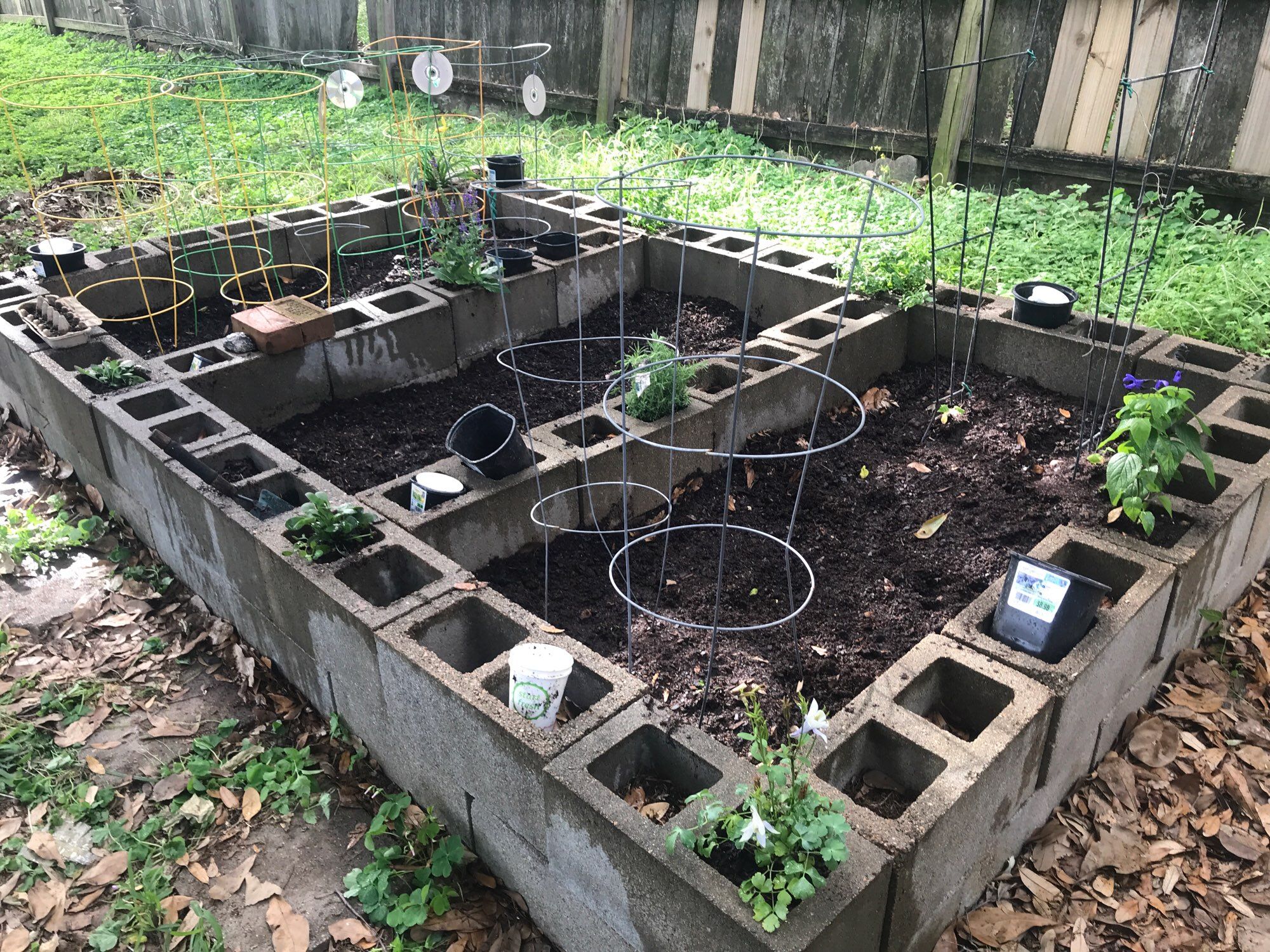 Right side of raised bed garden. Perennials planted. Cucumbers and other sprouts in raised bed.