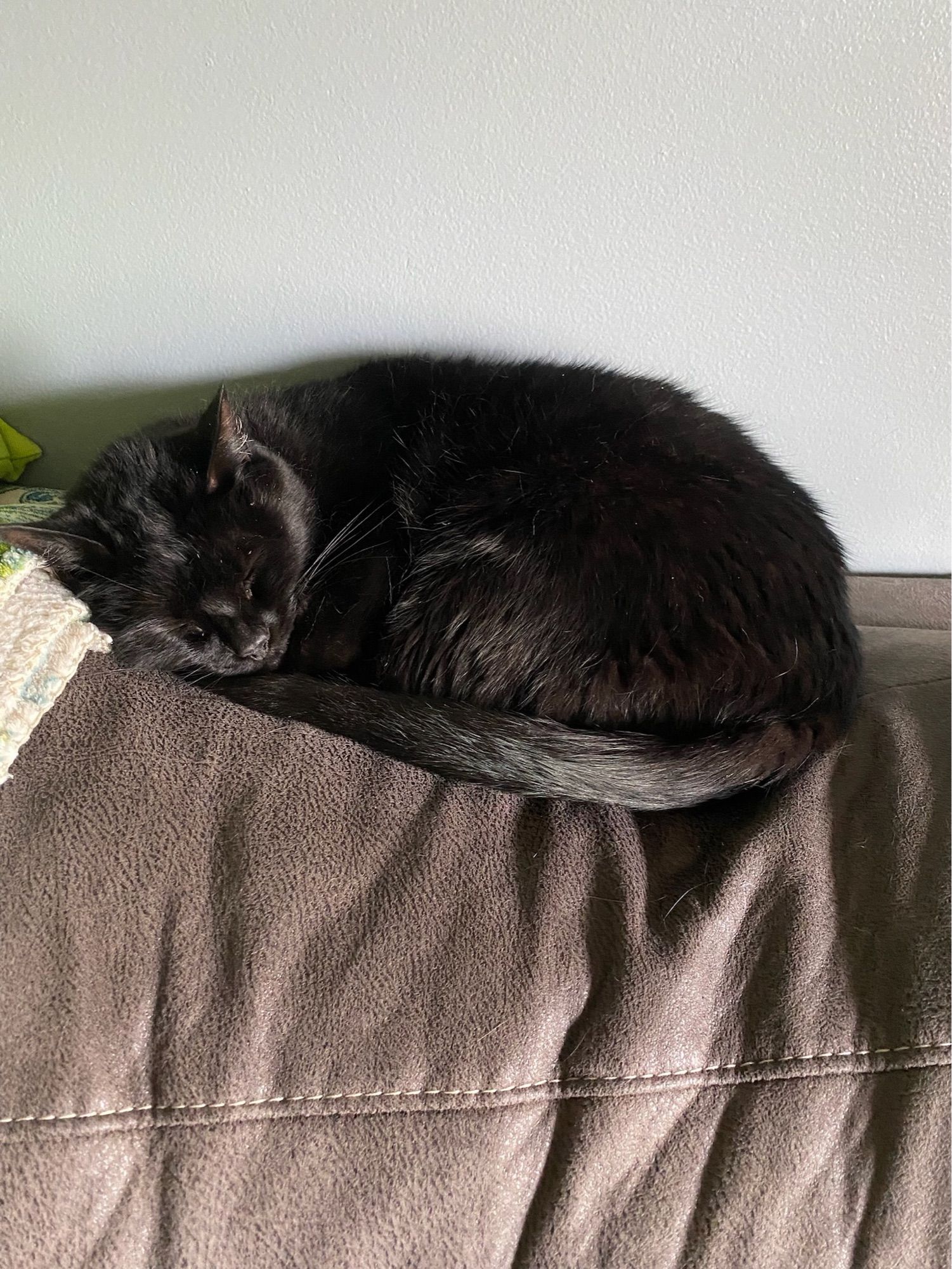 my cat shadow, curled up on the back of a couch taking a nap. shadow is all black with a small white circle of hair on her chest (patch not pictured). the couch is a light brownish gray color.