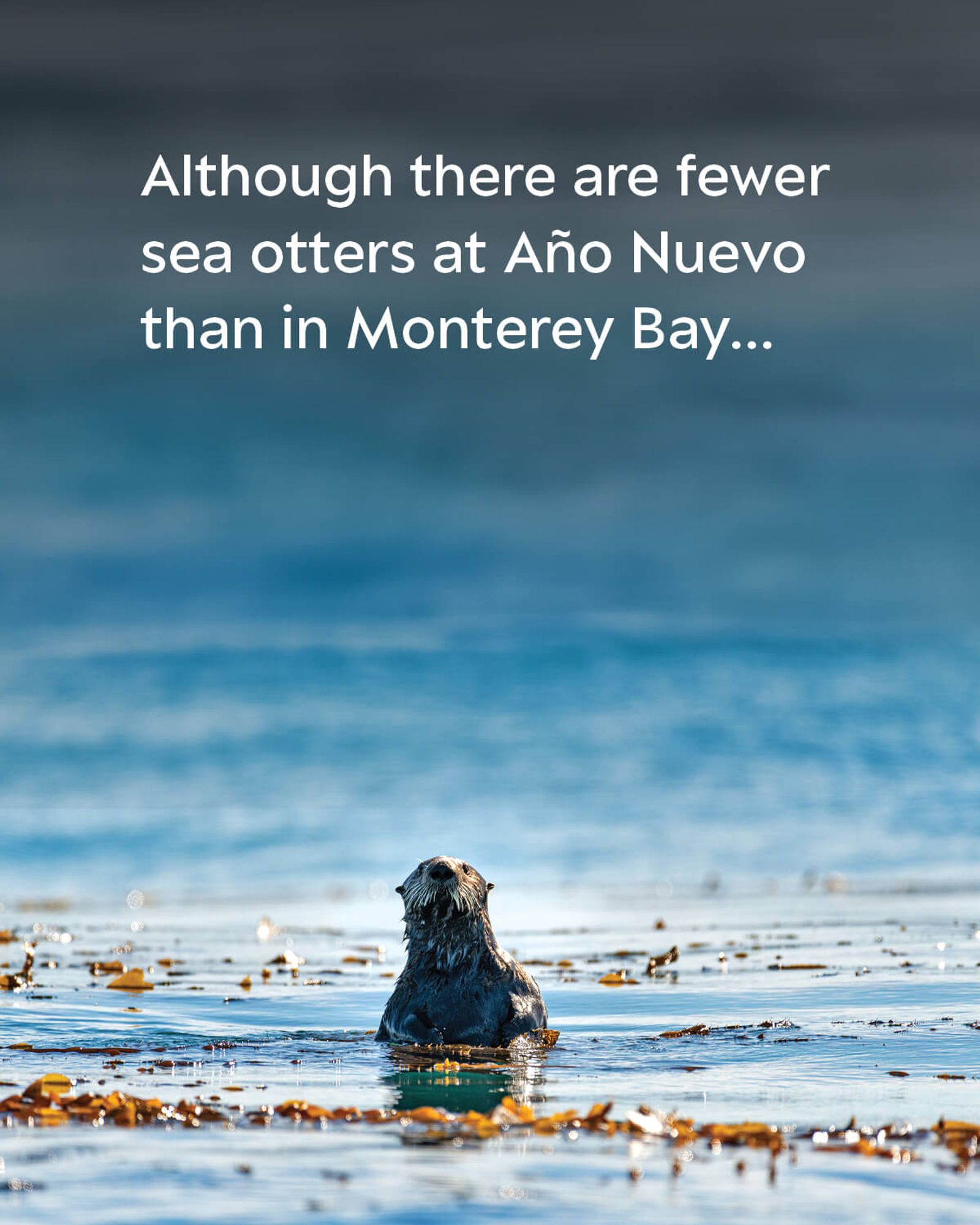 A sea otter poking out of the ocean at the surface. A bed of kelp surrounds the otter as it looks into the distance. The text on the image reads: Although there are fewer  sea otters at Año Nuevo than in Monterey Bay…