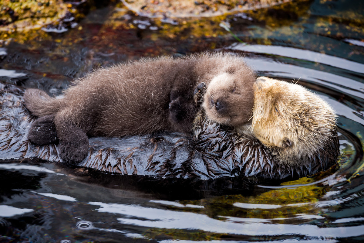 A sea otter mom floats on her back at the water’s surface with a fluffy brown pup on her chest