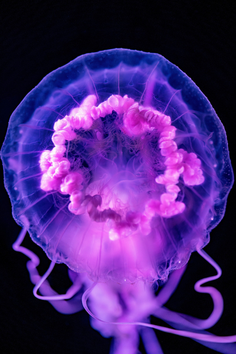 A top-down view of mauve stinger jelly with a purpled-tinted translucent bell, and bright pink innards against a black background in its exhibit in Into the Deep.