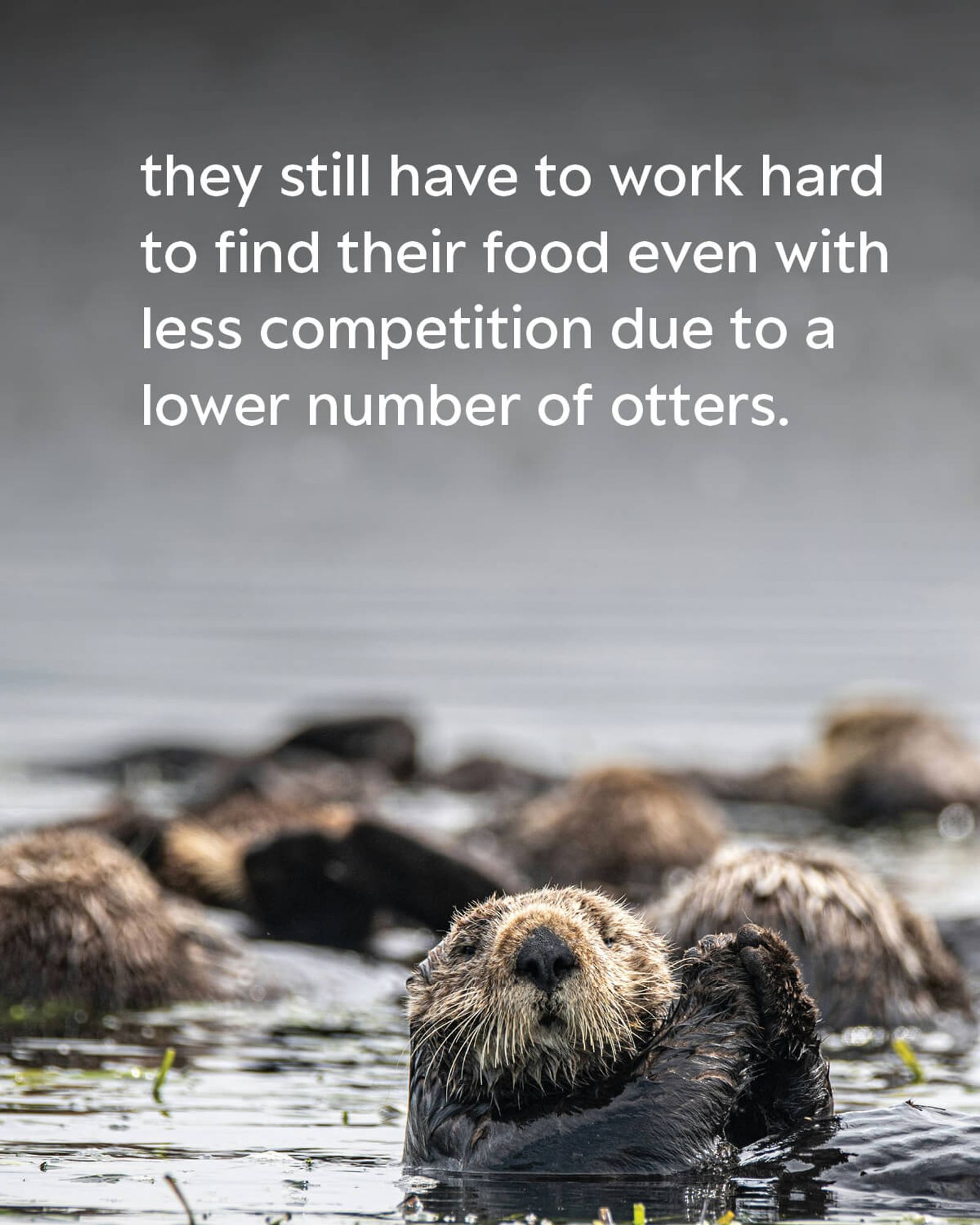 A raft of sea otters floating in kelp beds in the water. The text on the image reads: they still have to work hard to find their food even with less competition due to a lower number of otters.