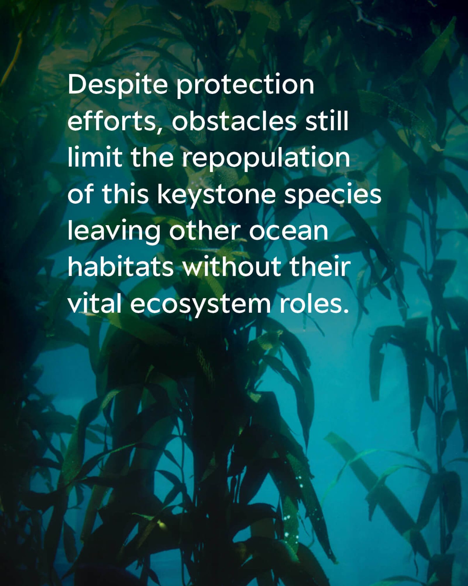 A kelp forest, the leaves are green and float through the ocean. The text on the image reads: Despite protection efforts, obstacles still limit the repopulation of this keystone species leaving other ocean habitats without their vital ecosystem roles.