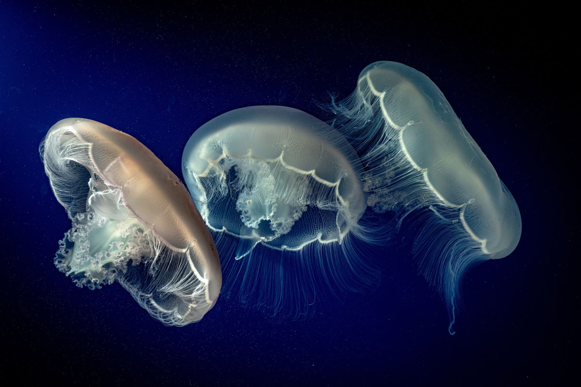 Three moon jellies drift gracefully with translucent bodies glowing softly against a deep dark blue ocean backdrop.