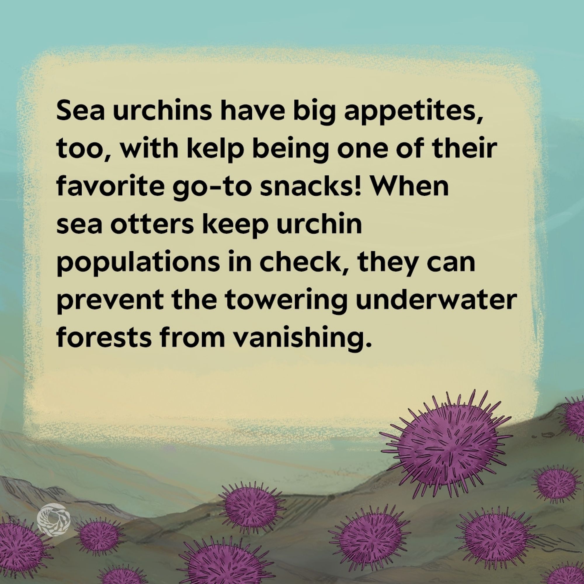 The lower third of panel four focuses on the rocky and sandy formation of the sea floor, covered in purple sea urchins. The text on the image reads sea urchins have big appetites, too, with kelp being one of their favorite go-to snacks! When sea otters keep urchin populations in check, they can prevent the towering underwater forests from vanishing.