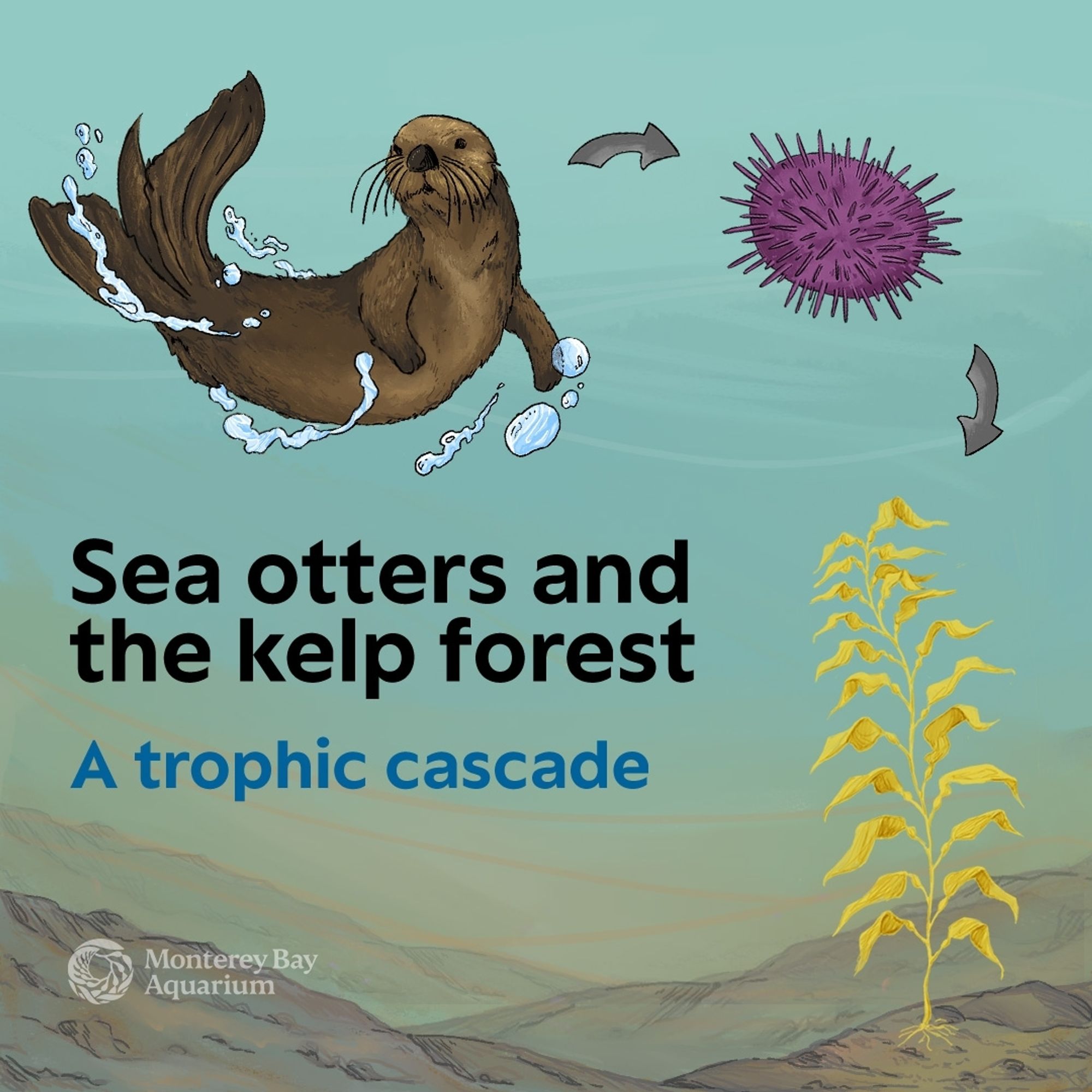 In the first panel of this webcomic, against a blue and green seafloor backdrop, a diagram illustrates the relationship between sea otters, urchins and kelp. The text at the lower left corner of the image reads sea otters and the kelp forest: a trophic cascade.