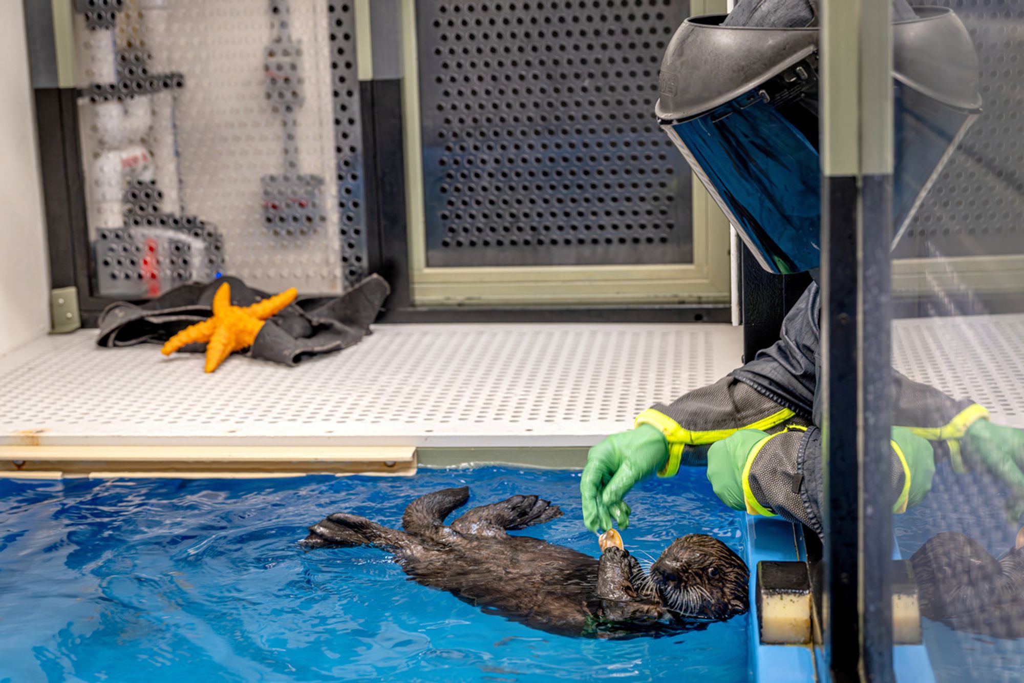 Rescued sea otter pup floats on its back in a rehabilitation pool as a member of the Sea Otter Program team, dressed in a Darth Vadar like disguise (with a black cloak and a welding mask), hands the pup food.