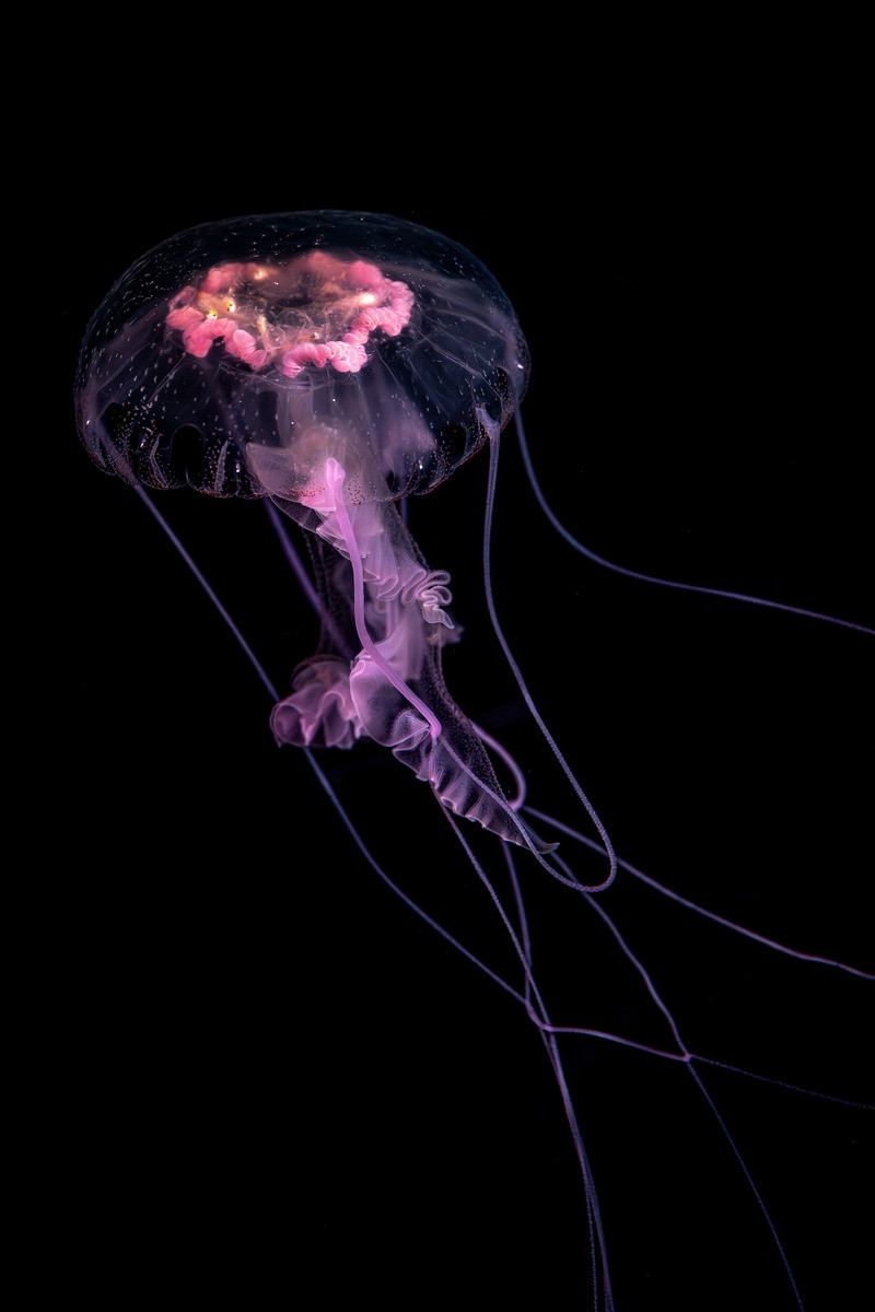 A mauve stinger jelly with a clear bell, and bright pink innards and tentacles drifts upwards against a black background in its exhibit in Into the Deep.