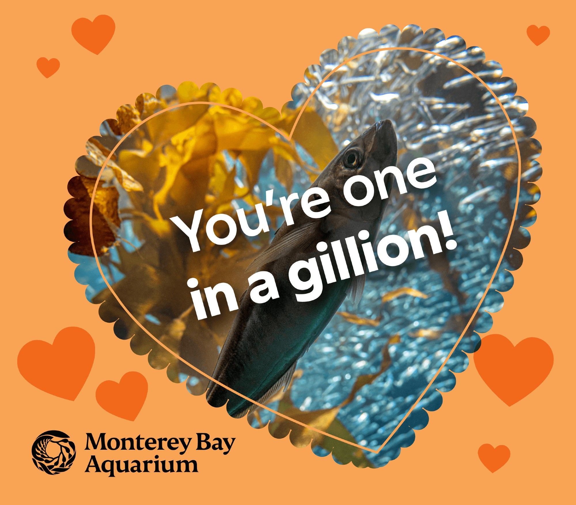 A heart-shaped Valentine’s Day card reads “You’re one in a gillion!” and features a silver jack mackerel in the foreground against a background of anchovies swimming in a kelp forest