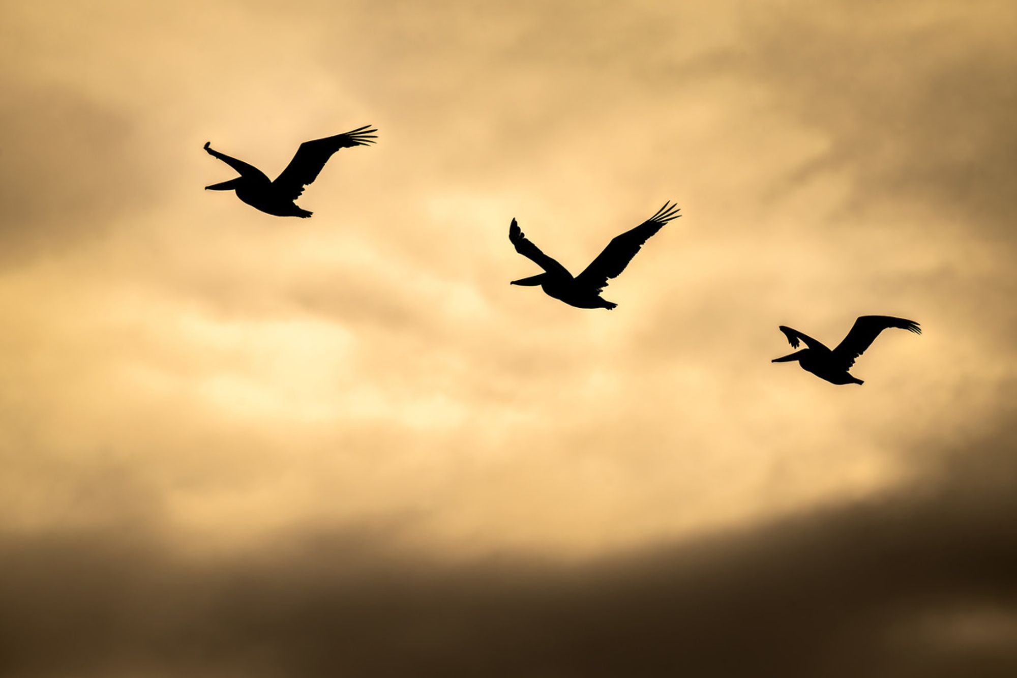 Three brown pelicans flying in formation across a misty cloudy sky.