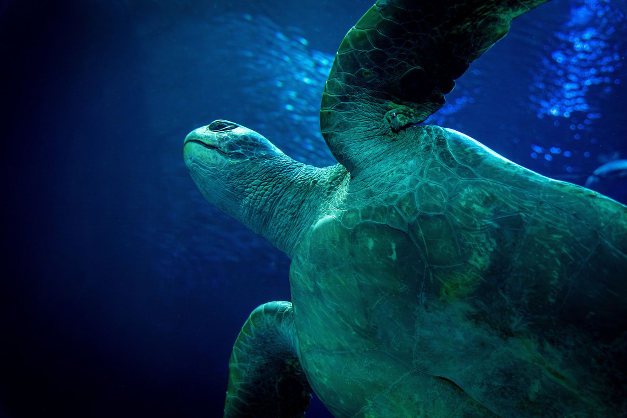 A green sea turtle glides through the open sea exhibit, with front flippers elegantly outstretched, revealing its captivating underside against the vibrant blue backdrop.