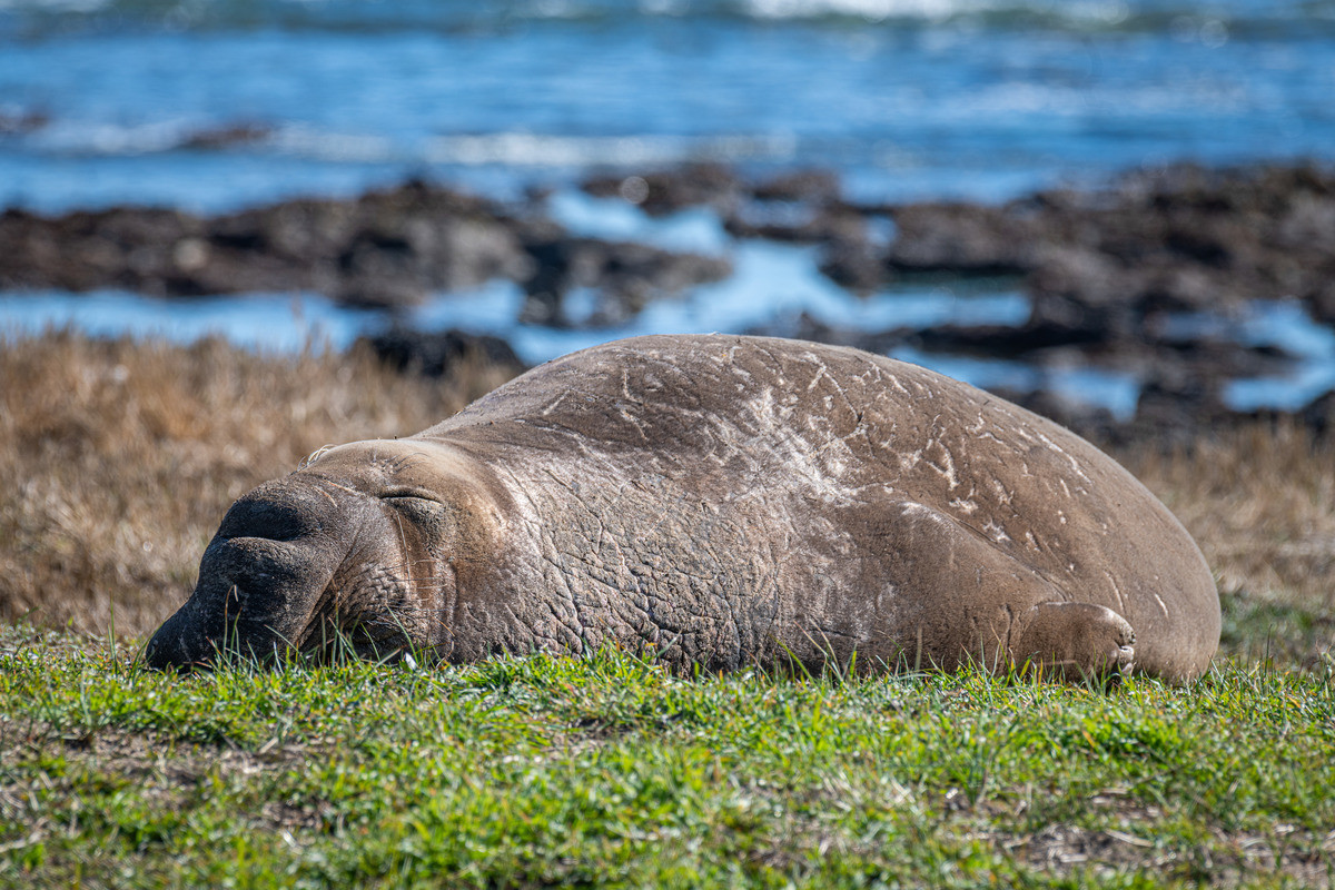 A large male elephant seal rests on a patch of grass near the water’s edge