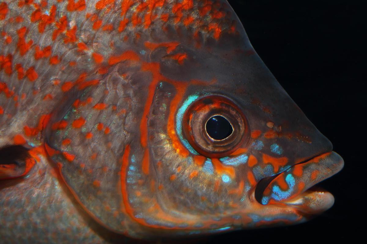 A profile view close-up of a rainbow surfperch, showcasing its intricate scales in shades of orange, light blue, and gray against a pitch black background.