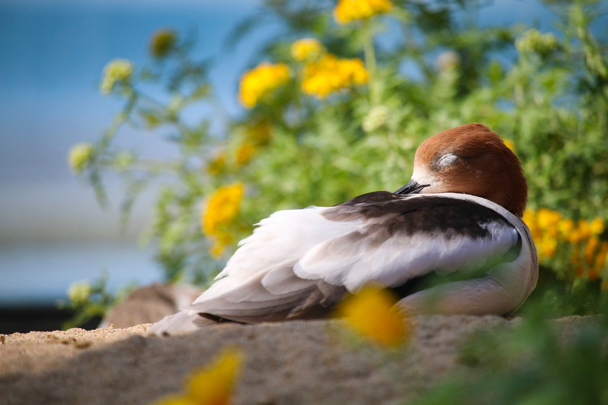 An American avocet in breeding plumage sleeps in the aviary with yellow wildflowers blooming in the background