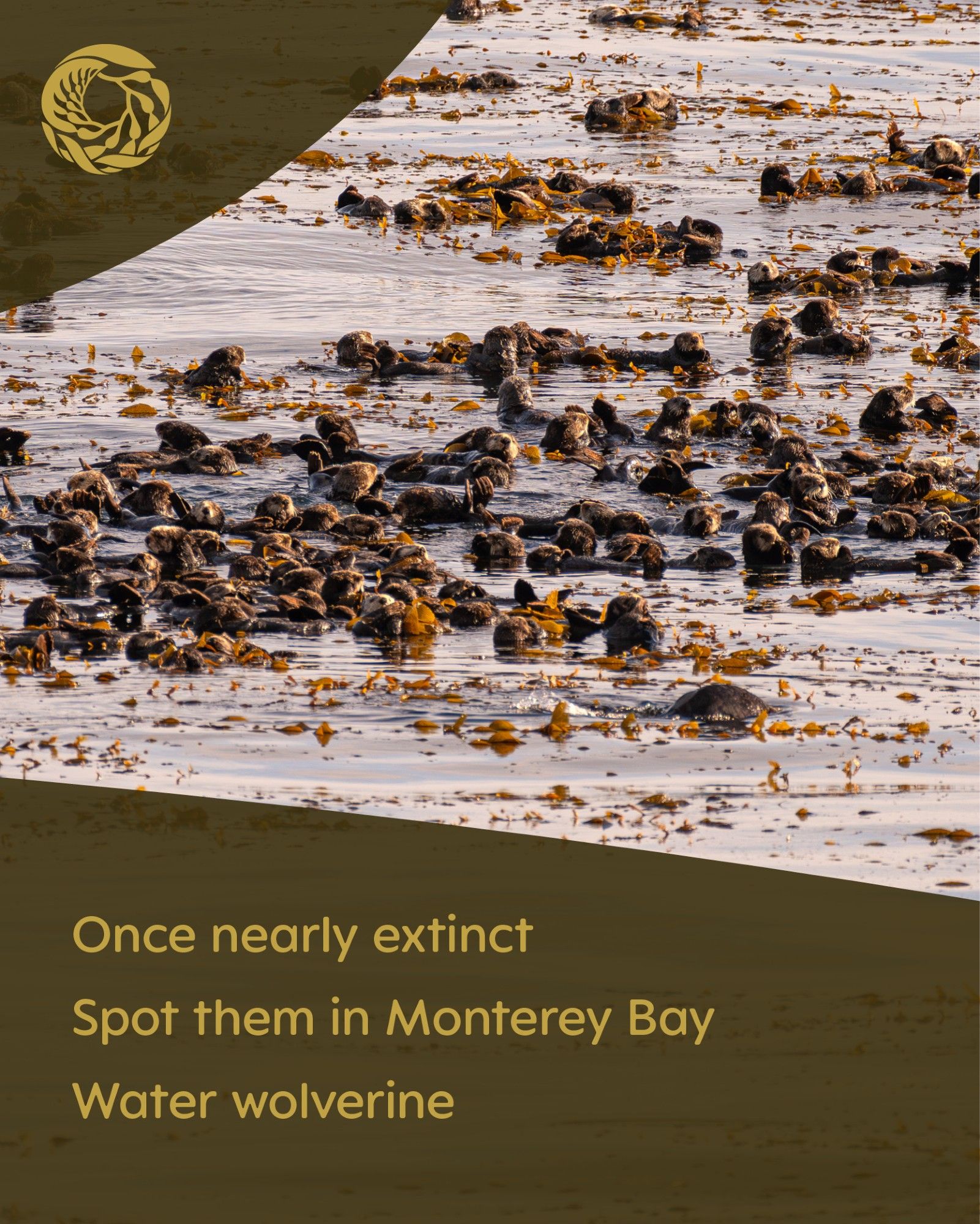 A very large group of around 80 sea otters float at the water’s surface among golden kelp fronds. A brown overlay includes a Monterey Bay Aquarium logo in the top left corner with text in the bottom left that reads, “Once nearly extinct
Spot them in Monterey Bay
Water wolverine”