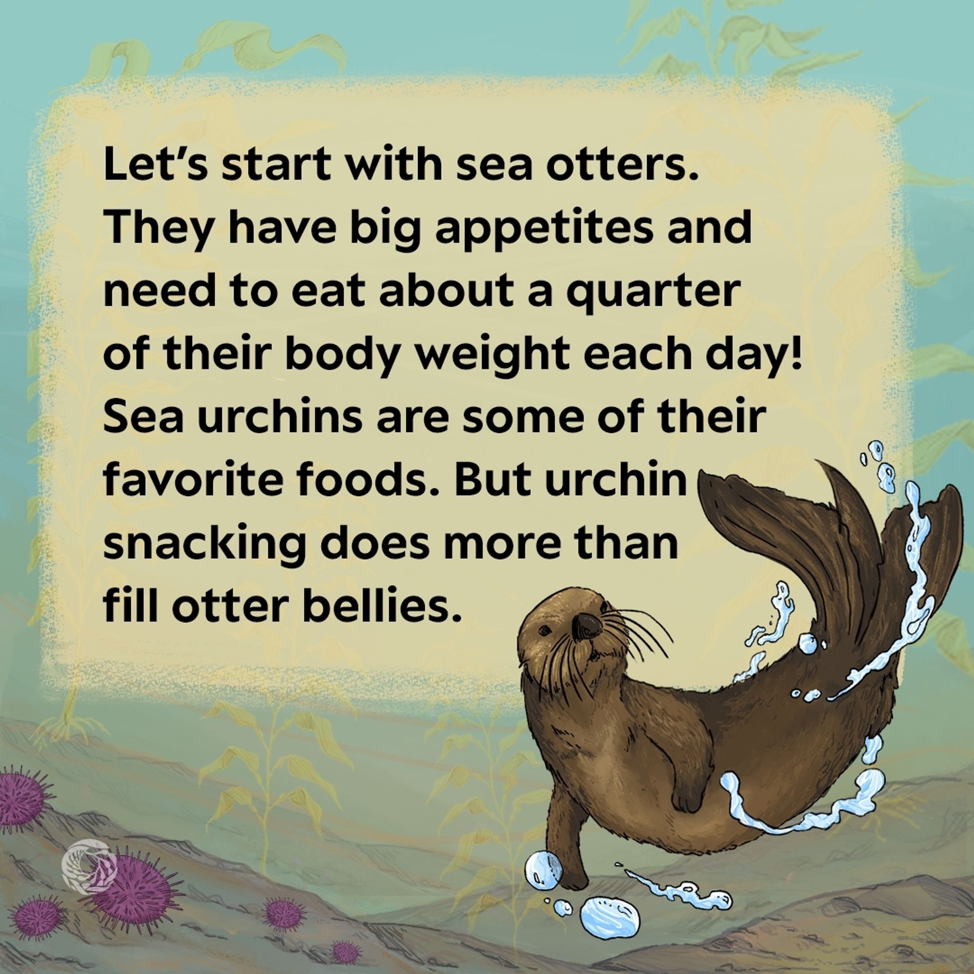 Panel three looks very similar to panel two, except that instead of the golden stalk of kelp, the lower right hand corner of the image has the illustration of a playful sea otter. The text on the image reads let’s start with sea otters. They have big appetites and need to eat about a quarter of their body weight each day!  Sea urchins are some of their favorite foods. But urchin snacking does more than fill otter bellies.